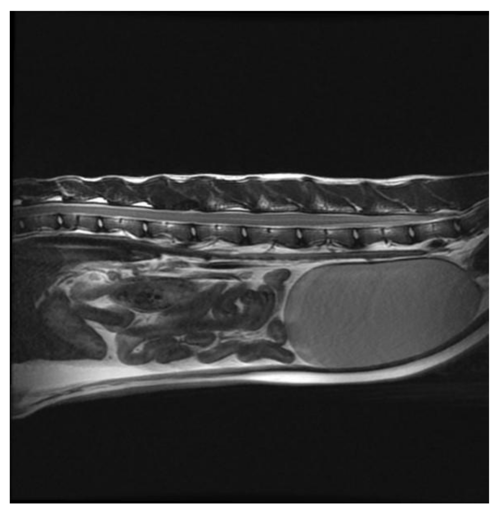 Vetsci 09 00315 g008 550