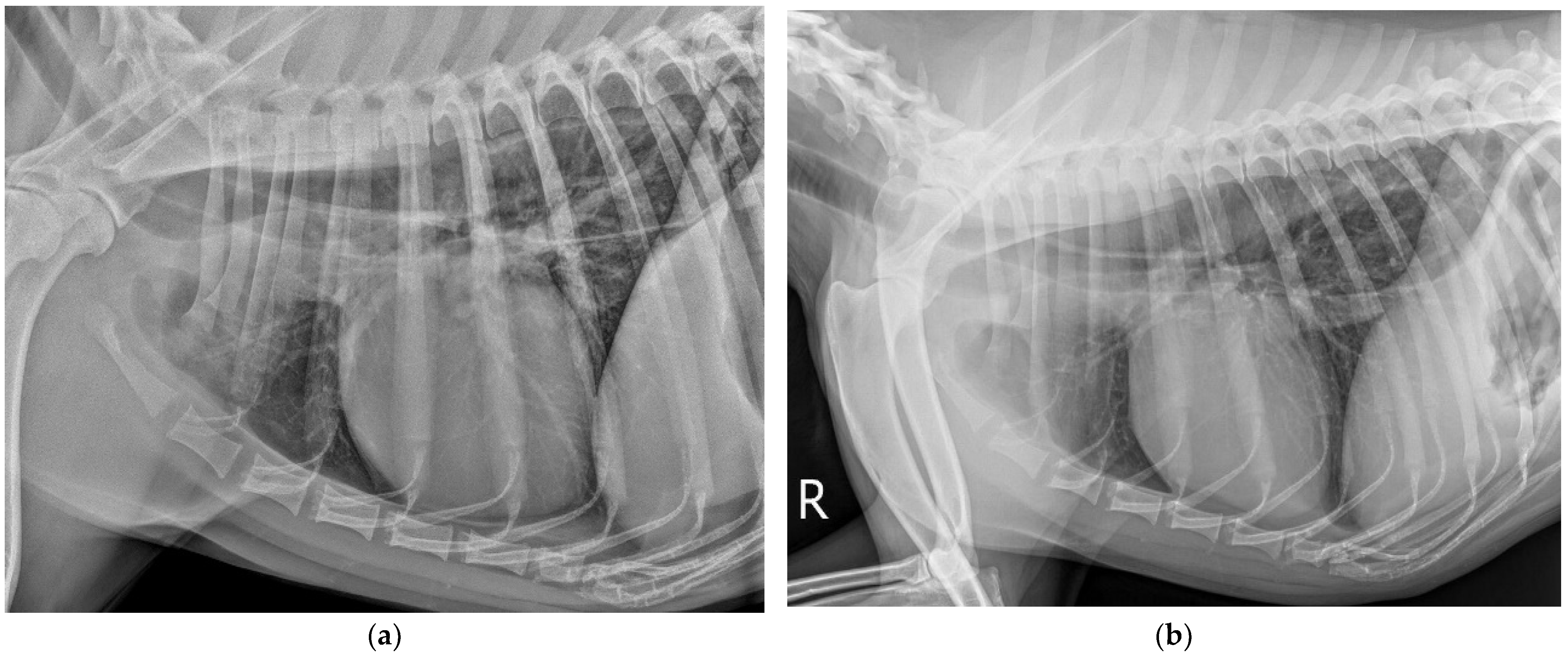 Vetsci 09 00318 g001 550