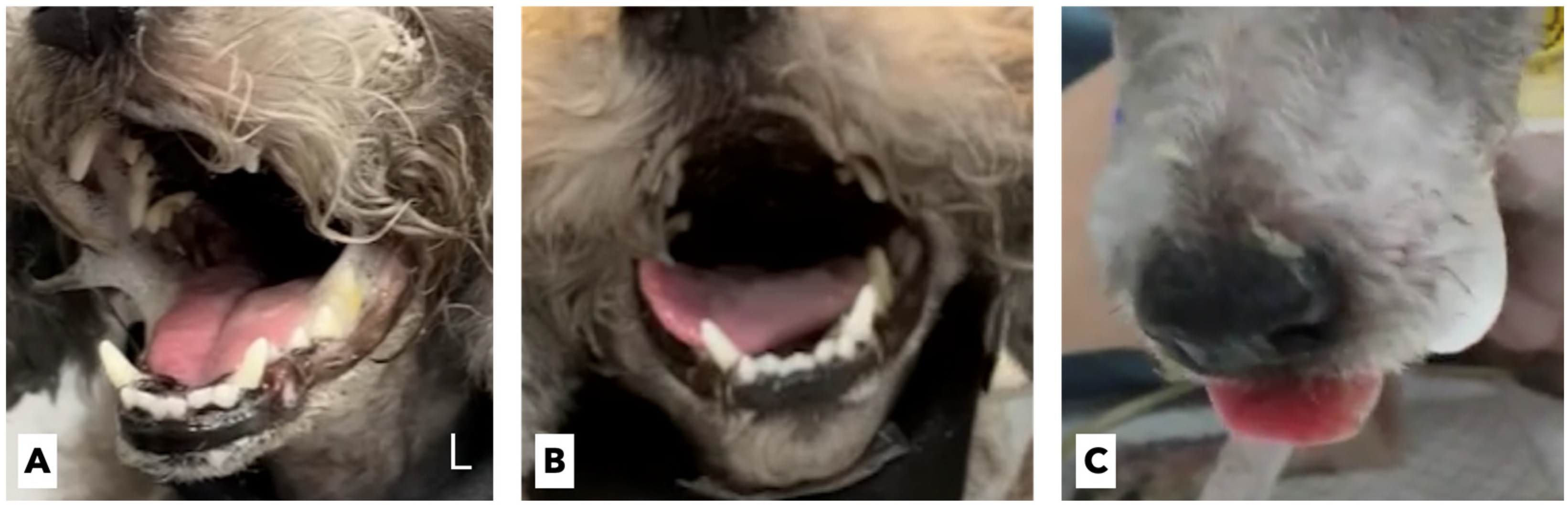 Vetsci 09 00322 g002 550