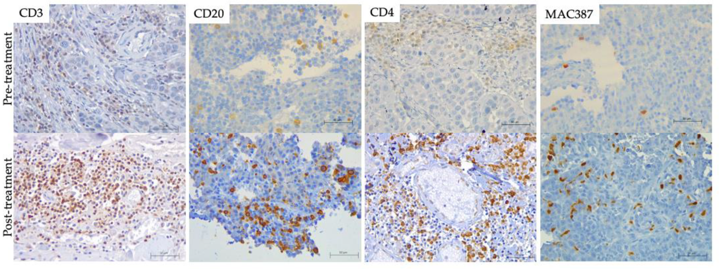 Vetsci 09 00327 g005 550