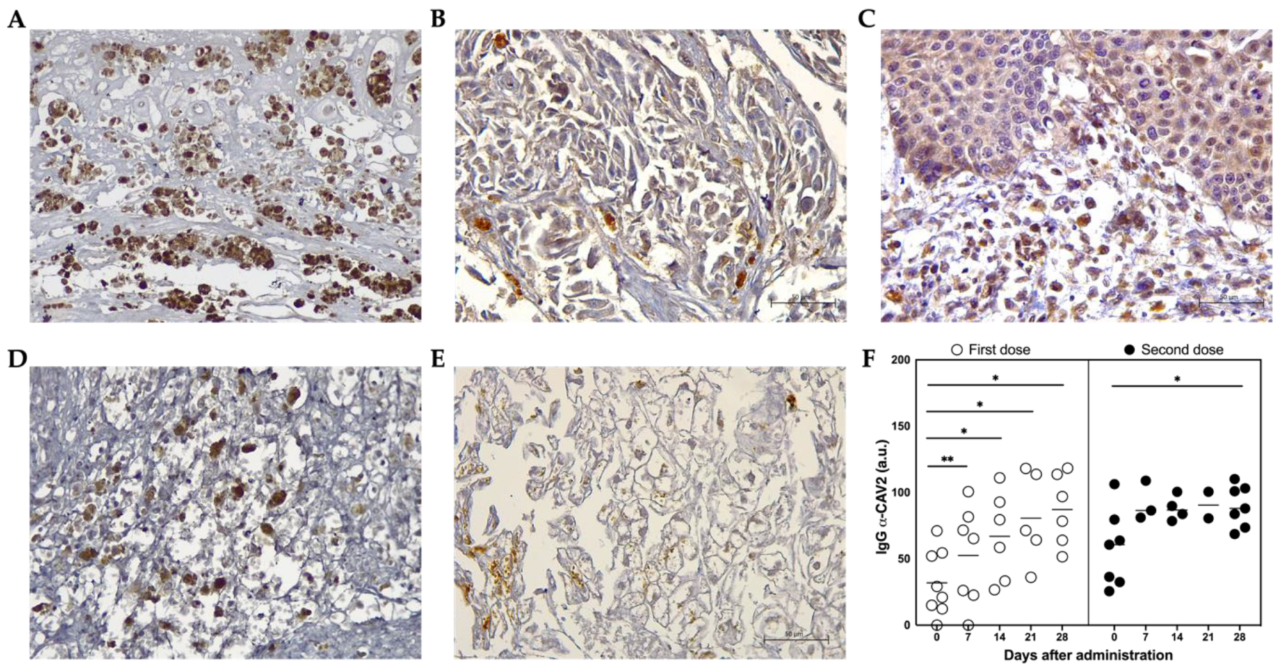 Vetsci 09 00327 g006 550