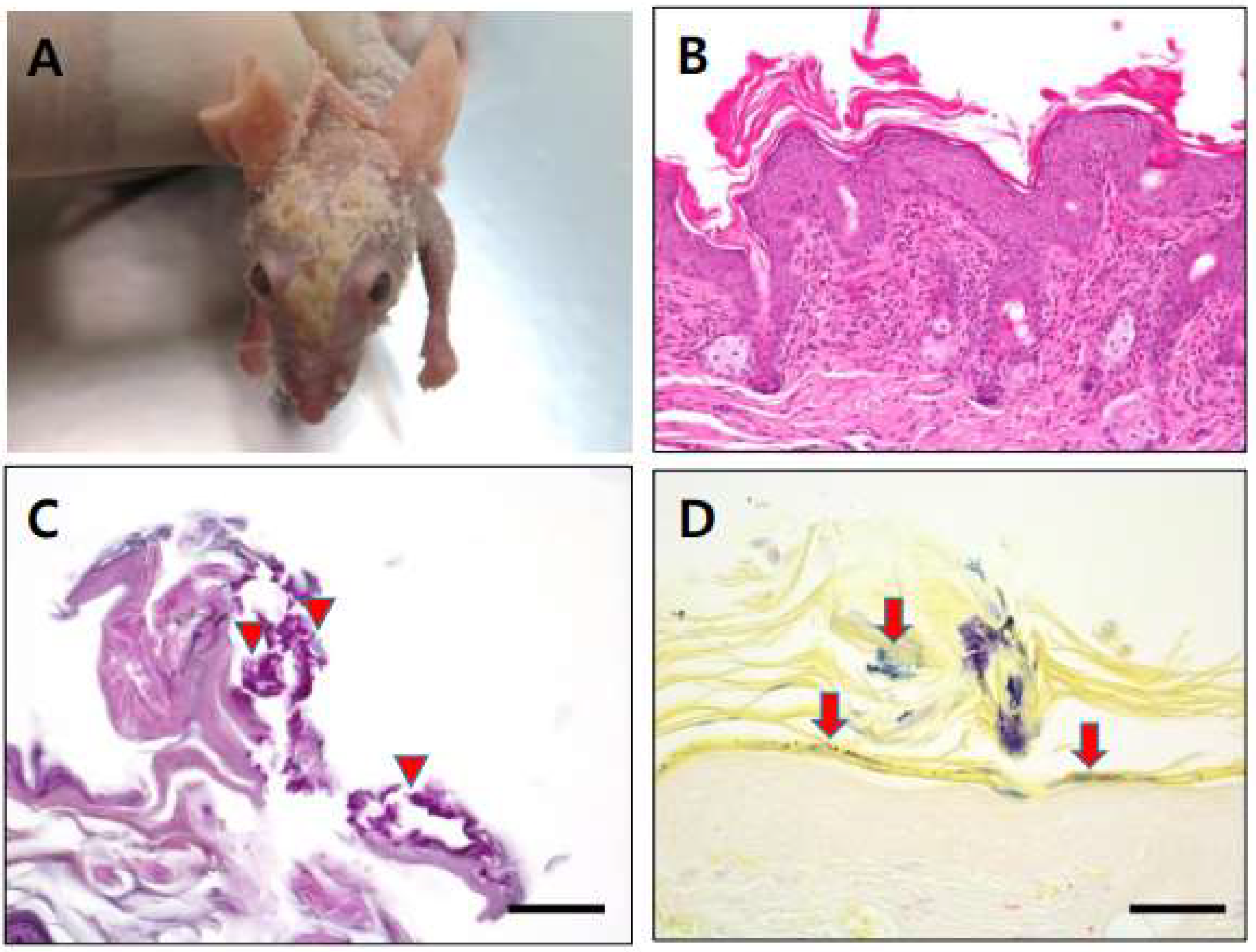 Vetsci 09 00328 g001 Vetsci 09 00328 g001