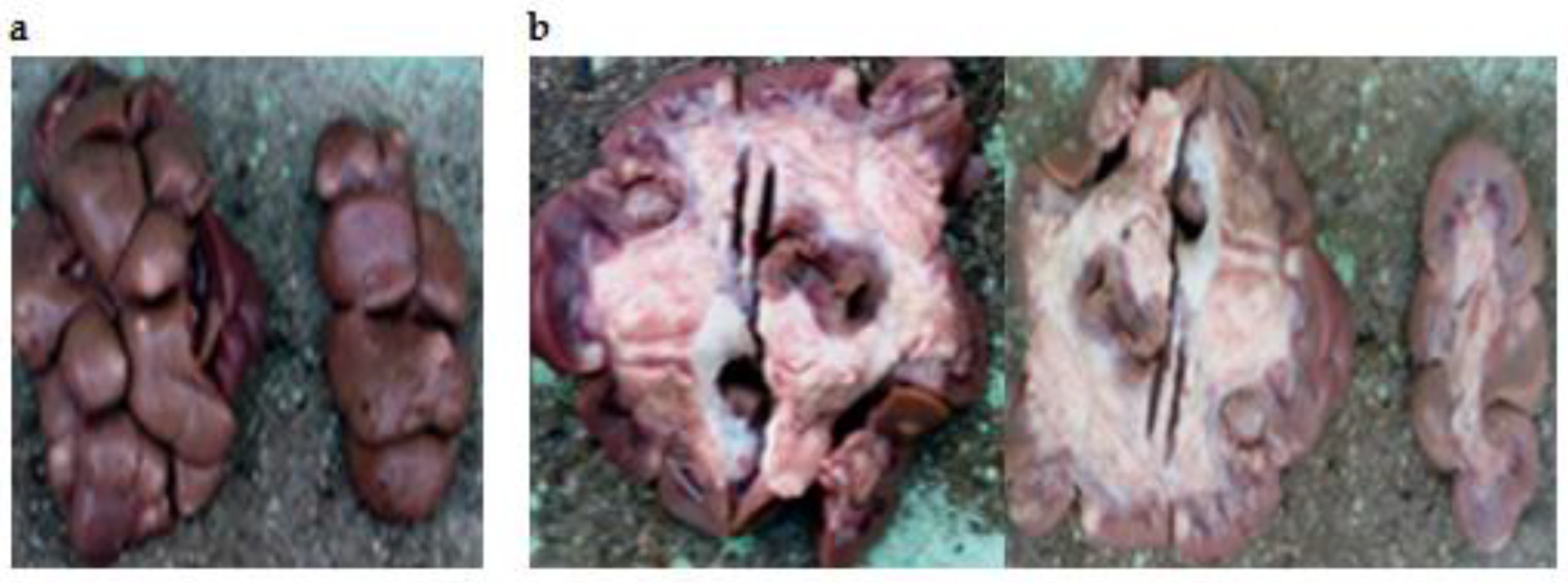 Vetsci 09 00330 g001