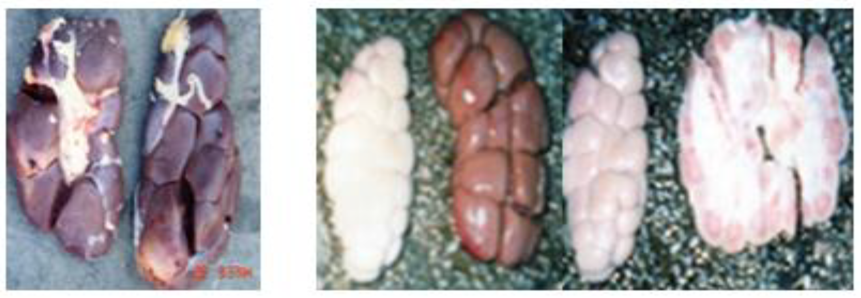 Vetsci 09 00330 g002