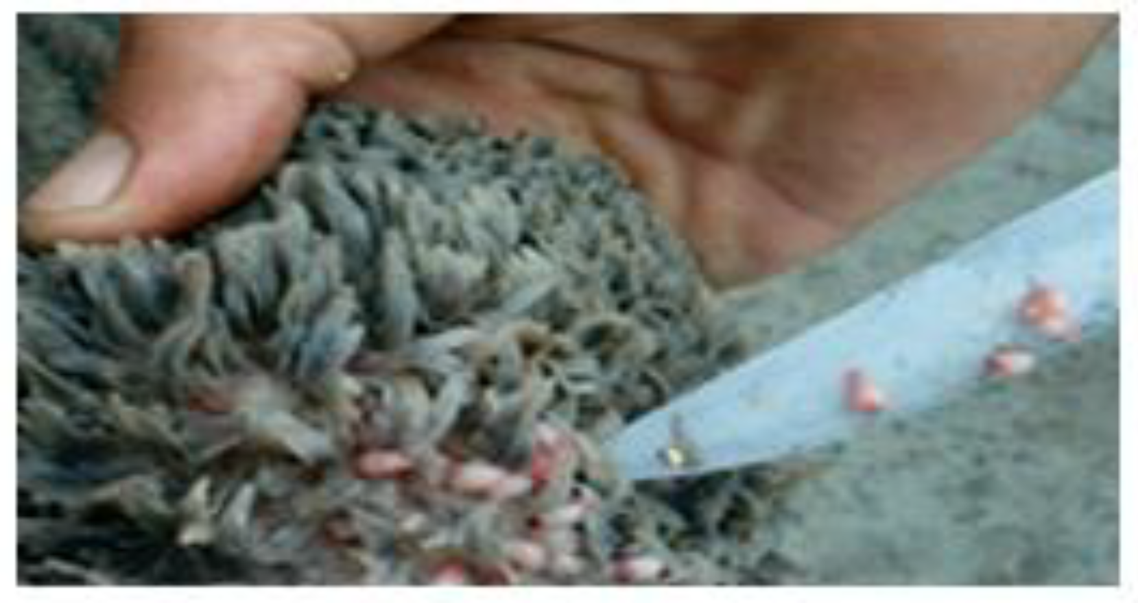 Vetsci 09 00330 g003