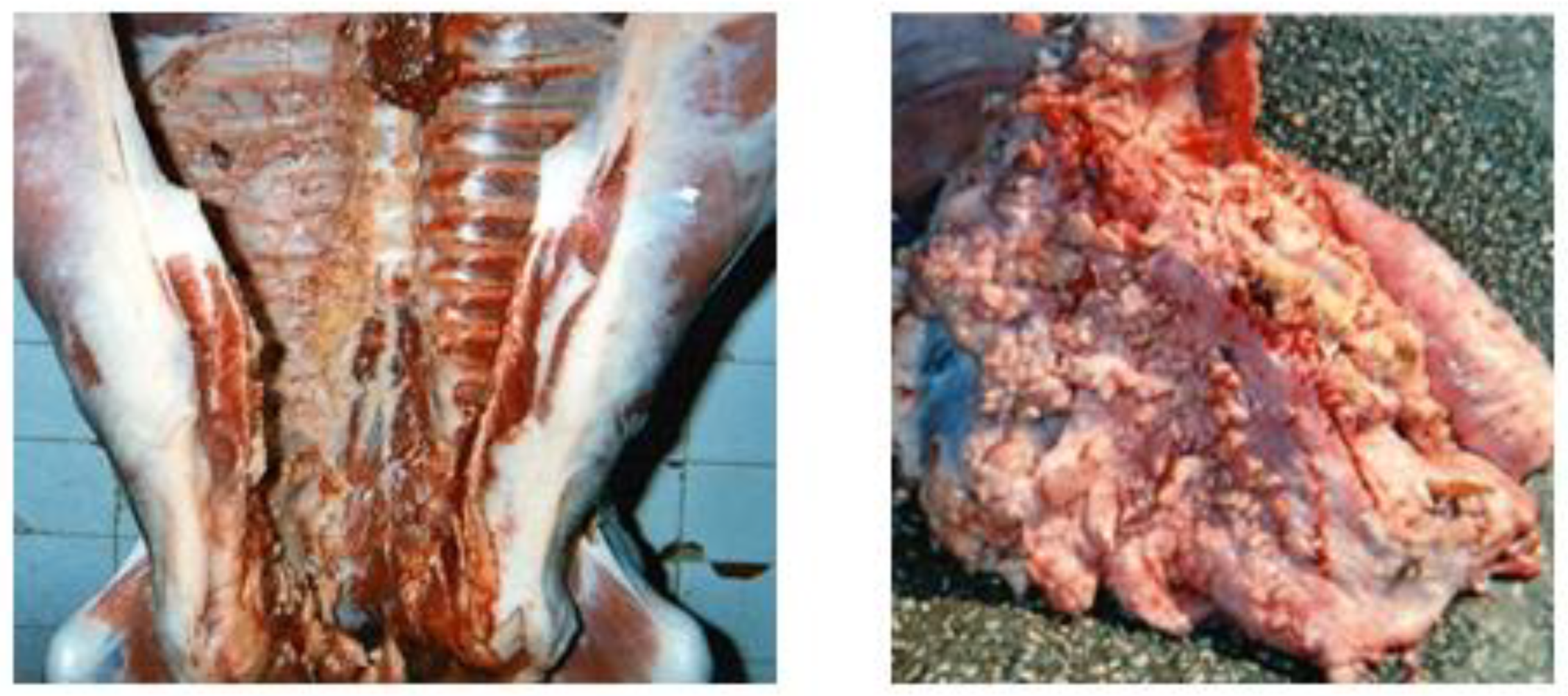 Vetsci 09 00330 g004