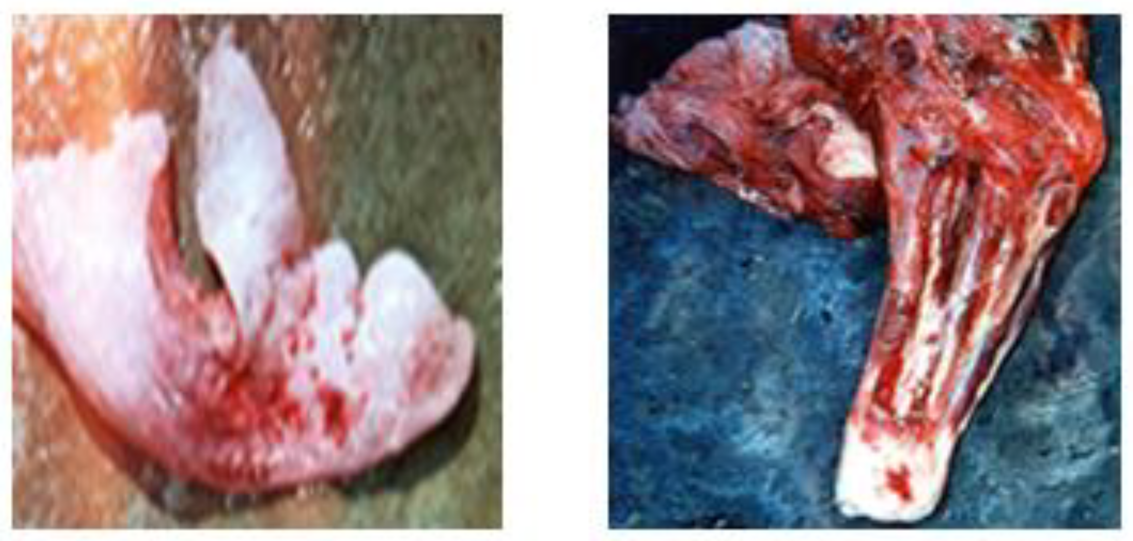 Vetsci 09 00330 g005