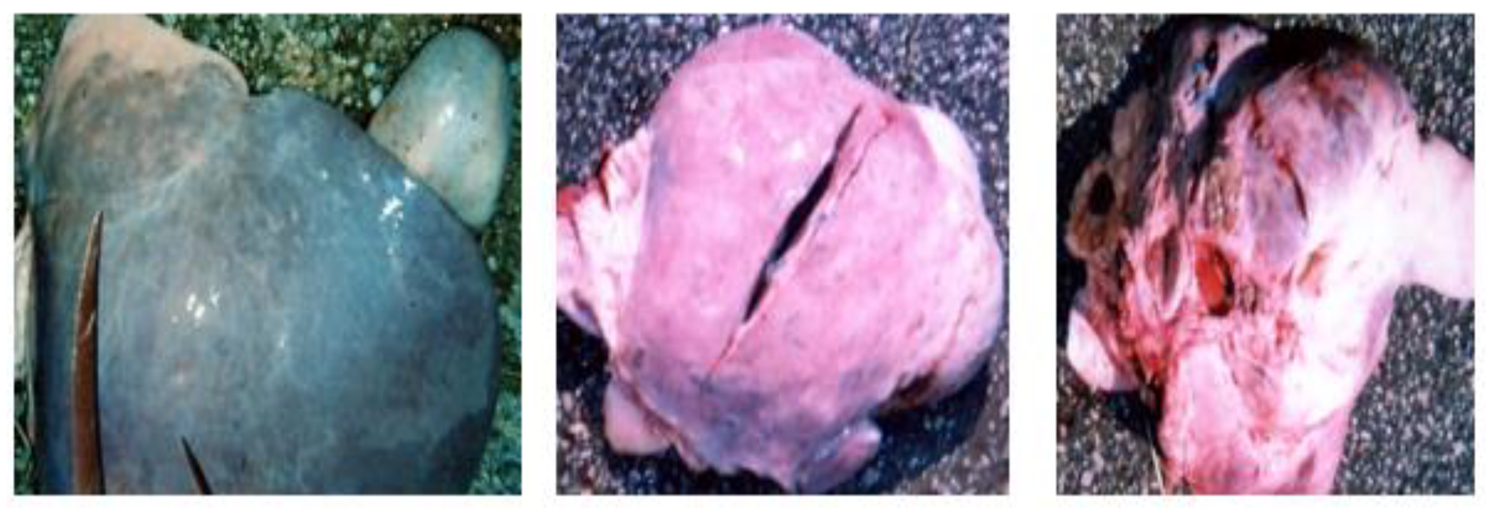 Vetsci 09 00330 g008