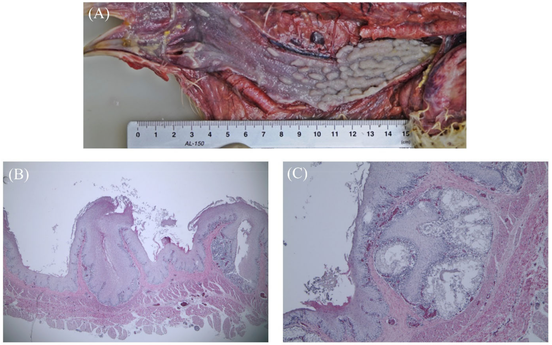 Vetsci 09 00332 g001 550