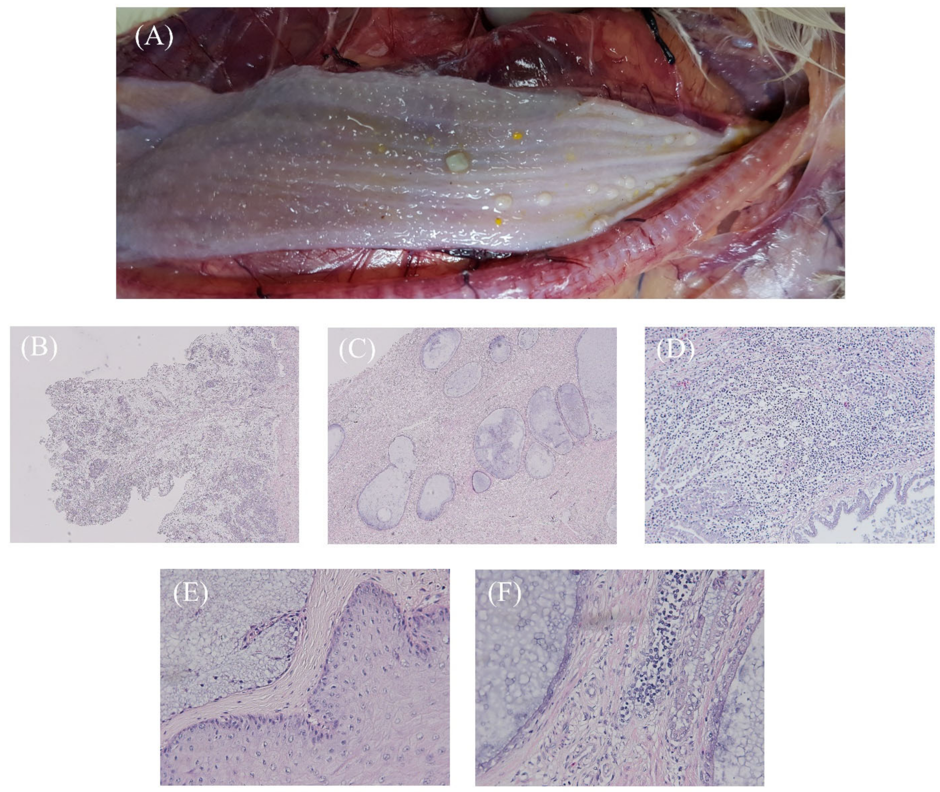 Vetsci 09 00332 g002 550