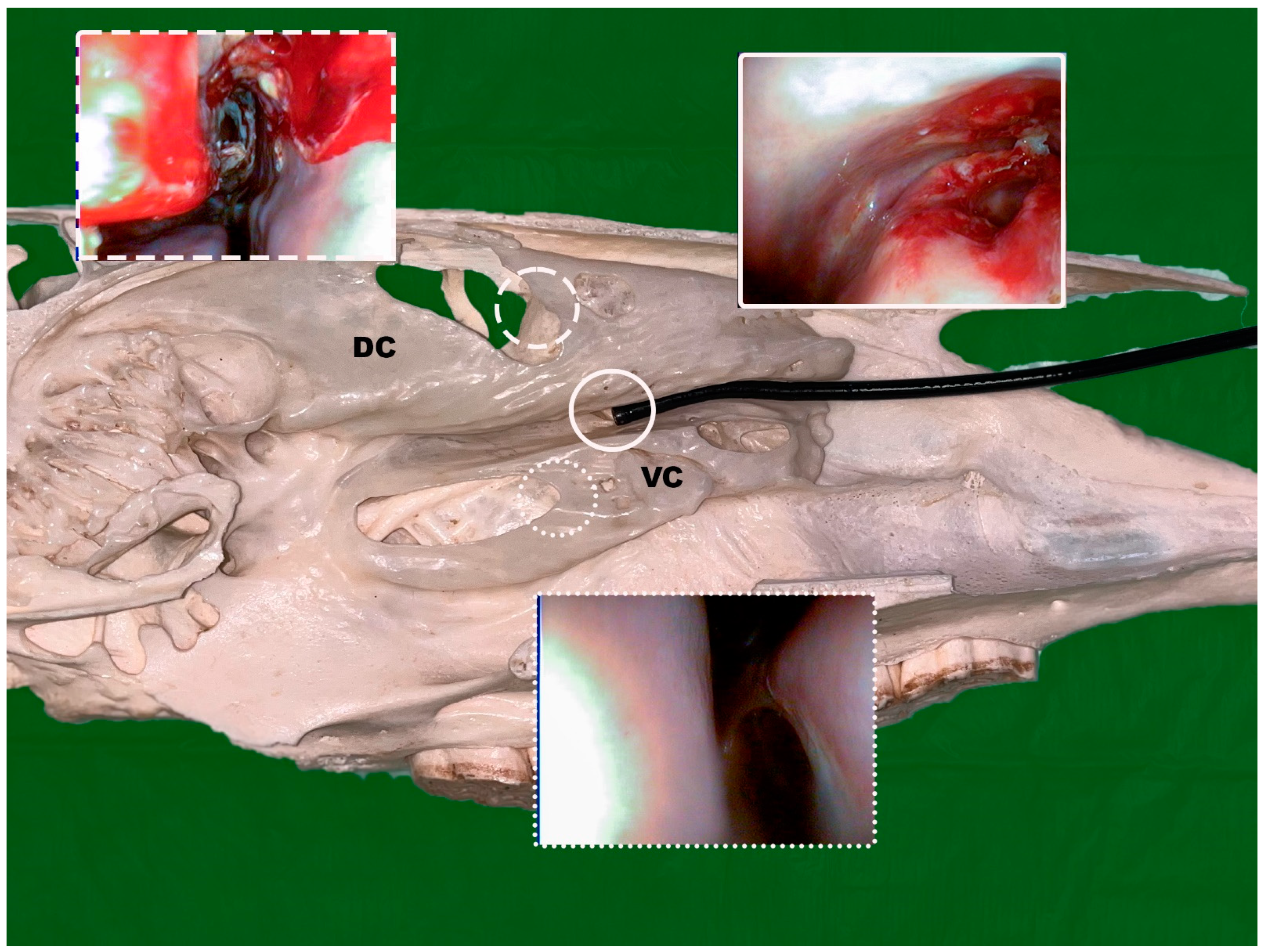 Vetsci 09 00334 g001