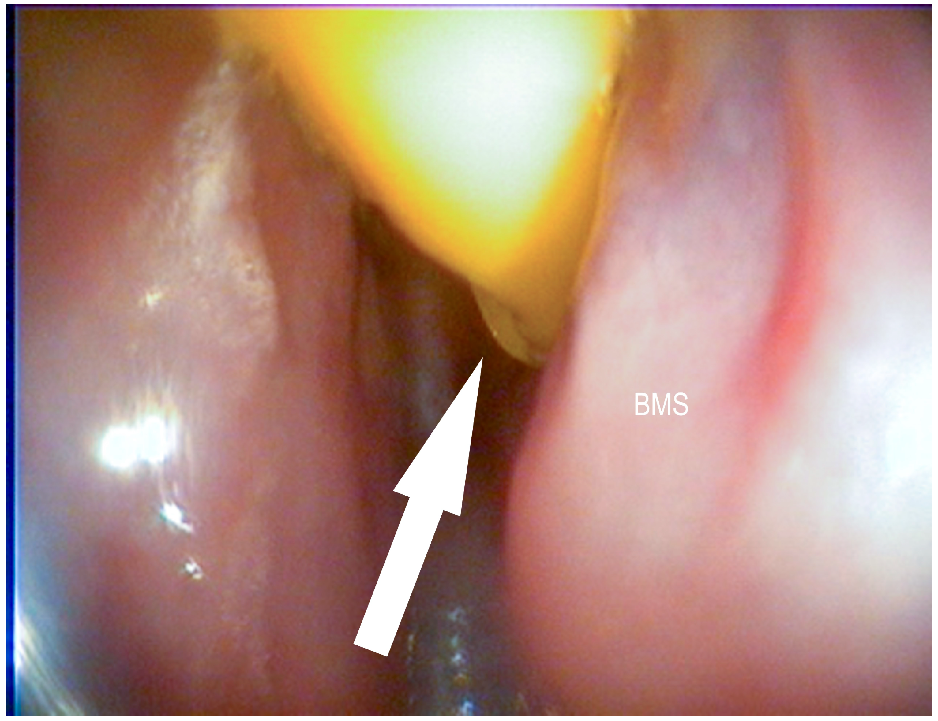 Vetsci 09 00334 g002