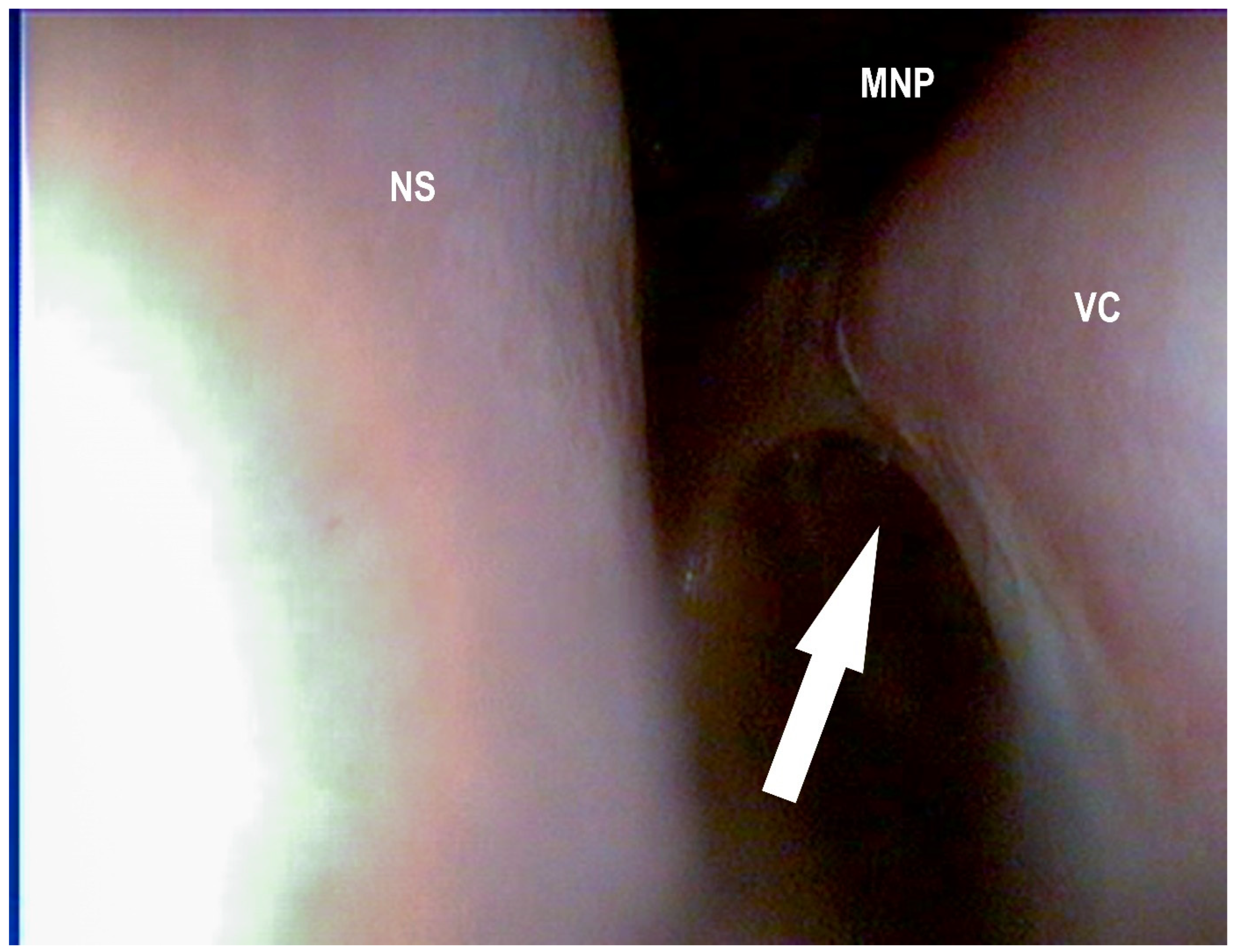 Vetsci 09 00334 g003