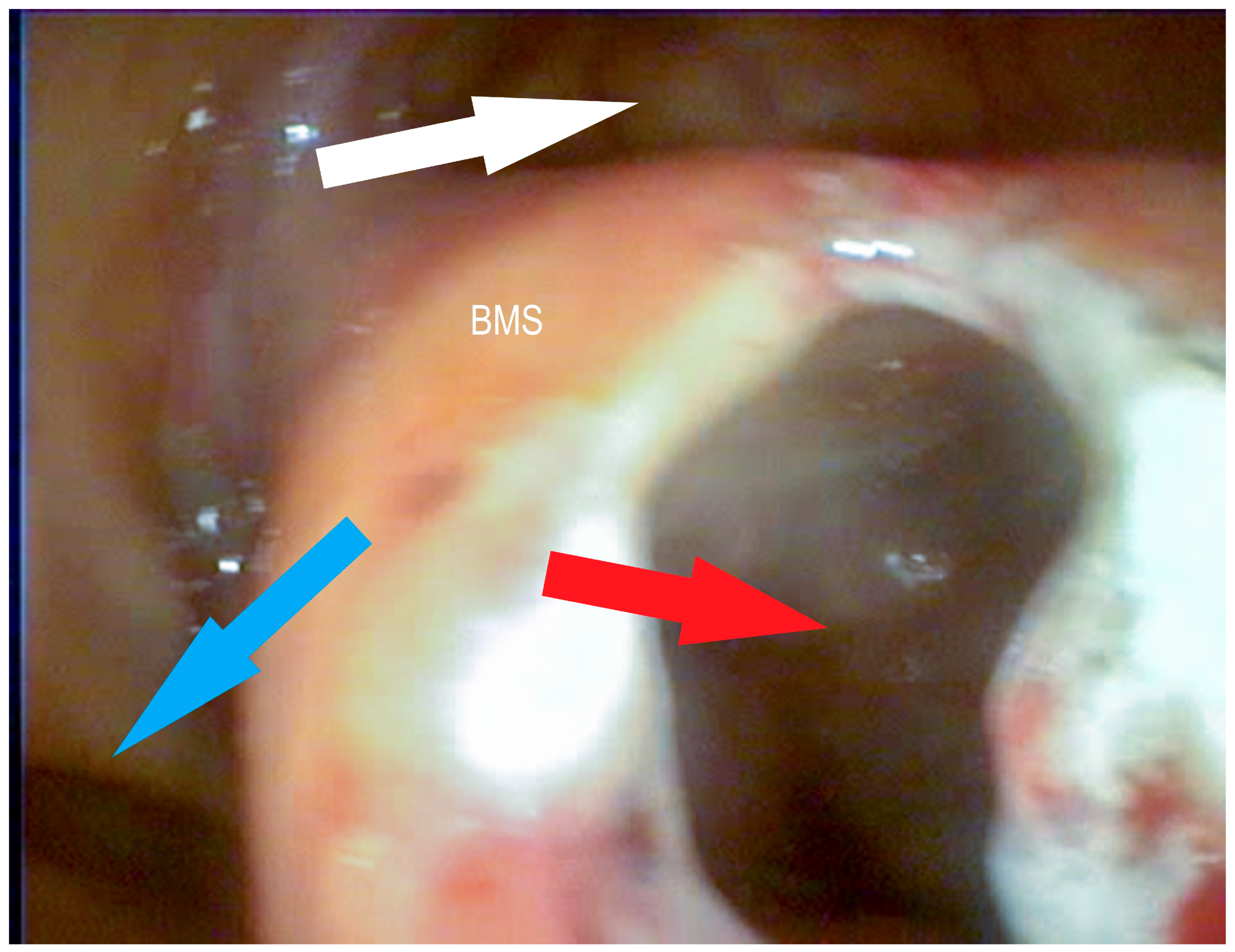 Vetsci 09 00334 g006