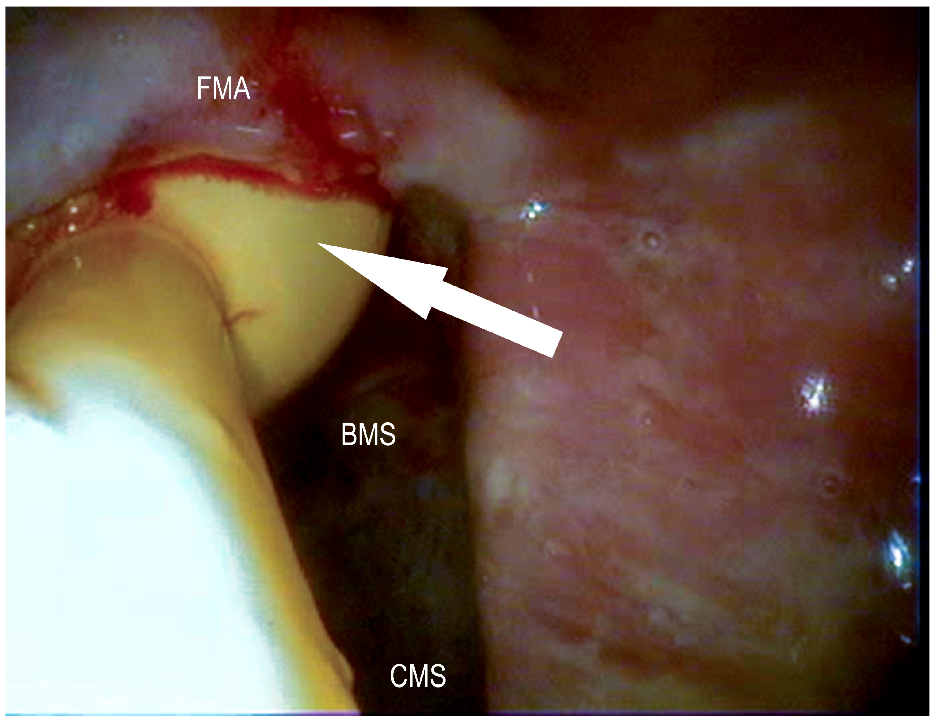 Vetsci 09 00334 g010