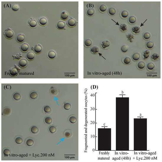 Lycopene Reduces the In Vitro Aging Phenotypes of Mouse Oocytes by
