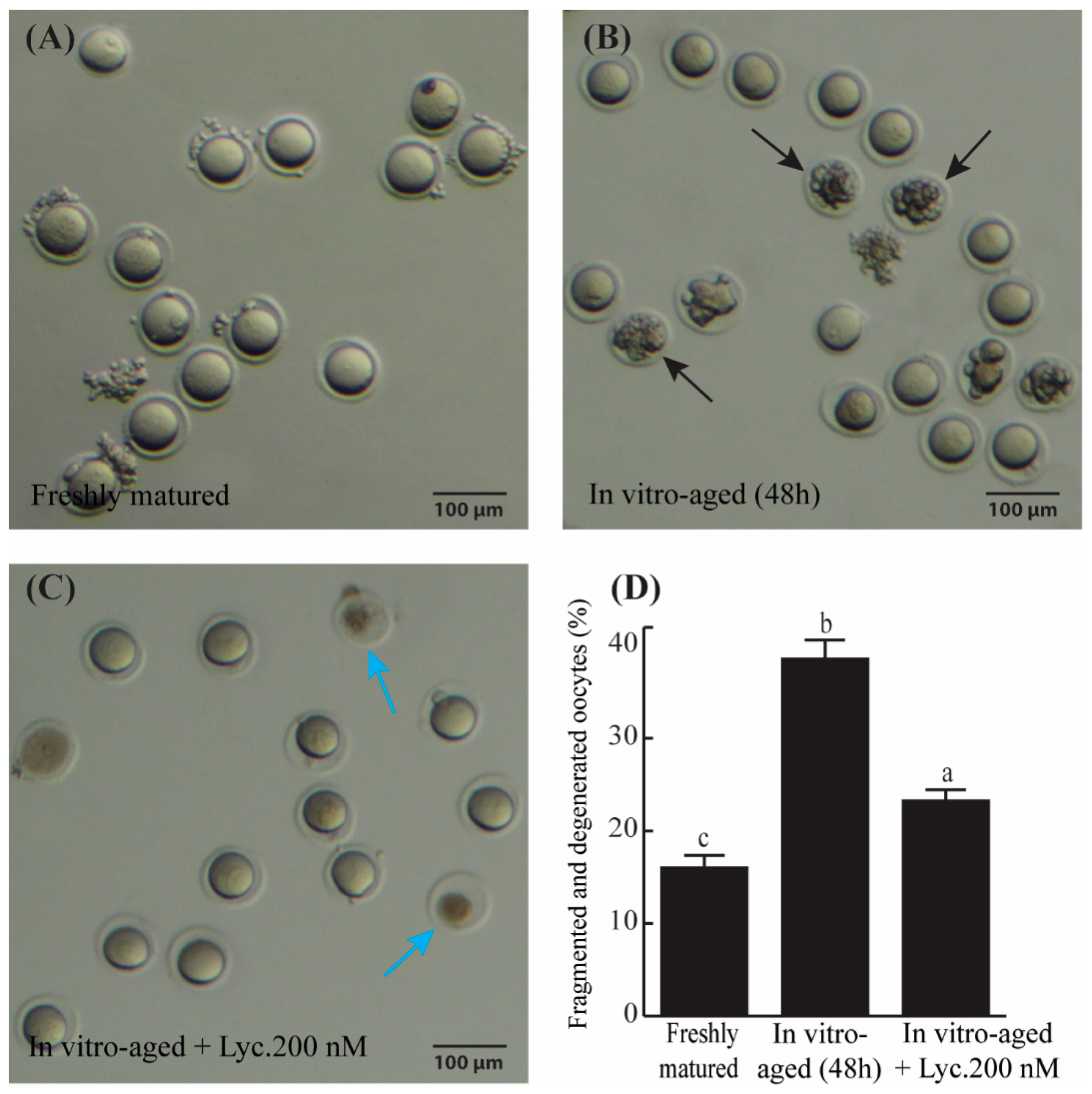 Veterinary Sciences | Free Full-Text | Lycopene Reduces the In 