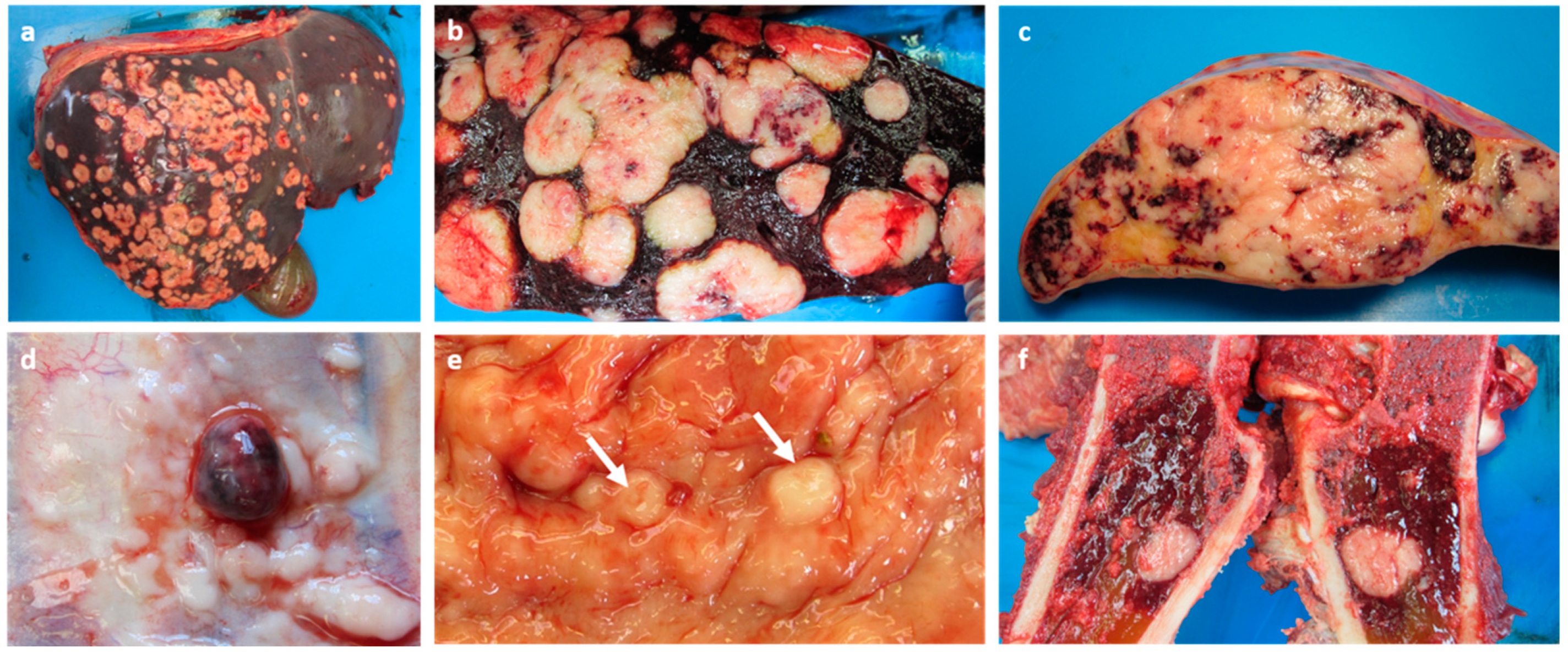 Vetsci 09 00339 g001 Vetsci 09 00339 g001