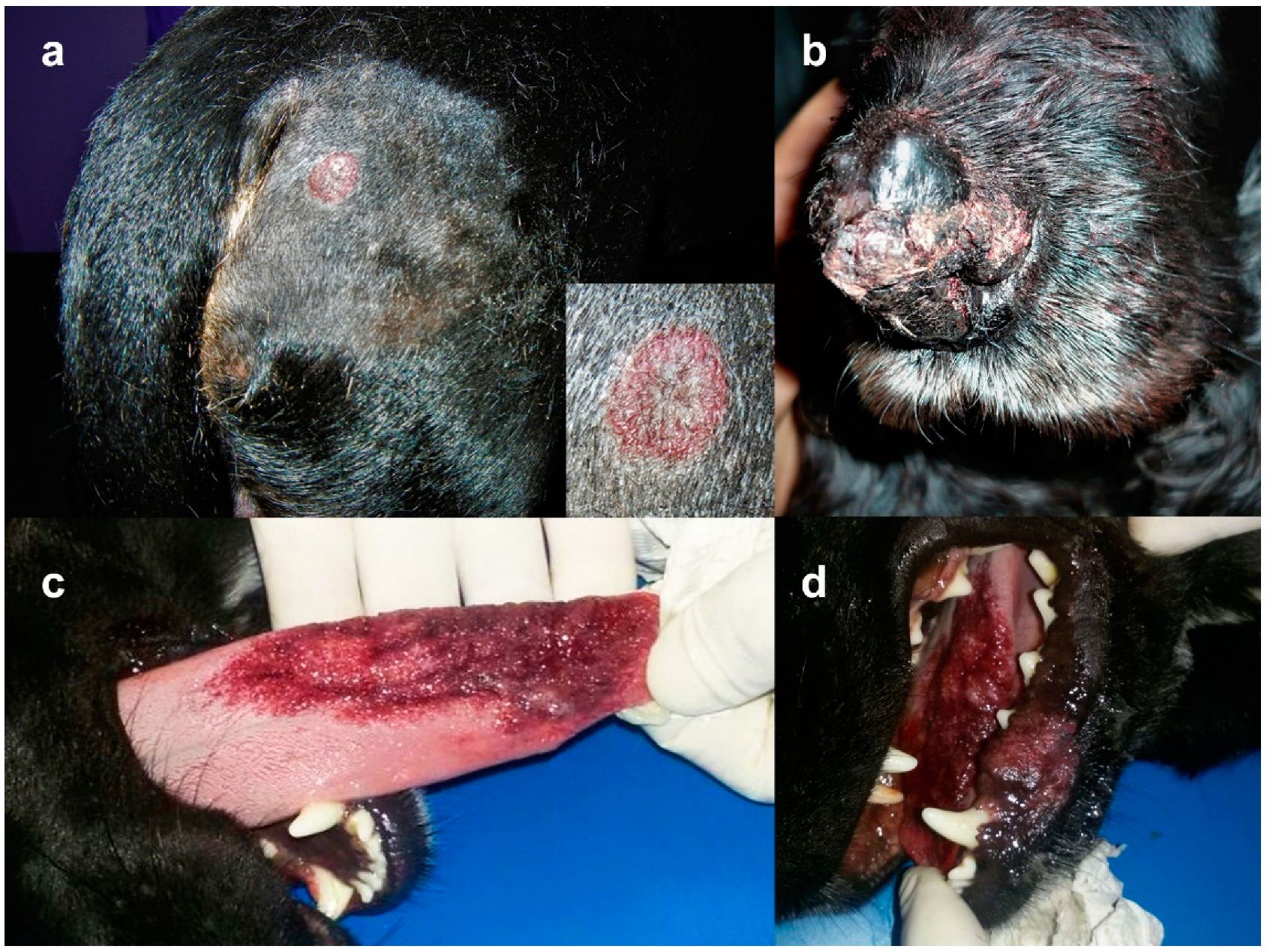 Vetsci 09 00340 g001