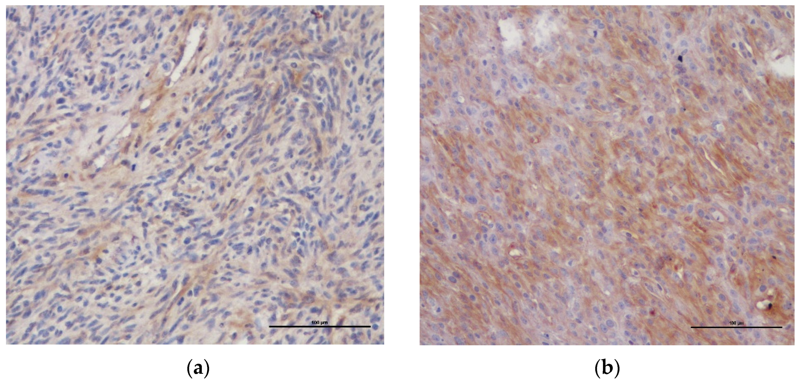 Vetsci 09 00345 g001 Vetsci 09 00345 g001