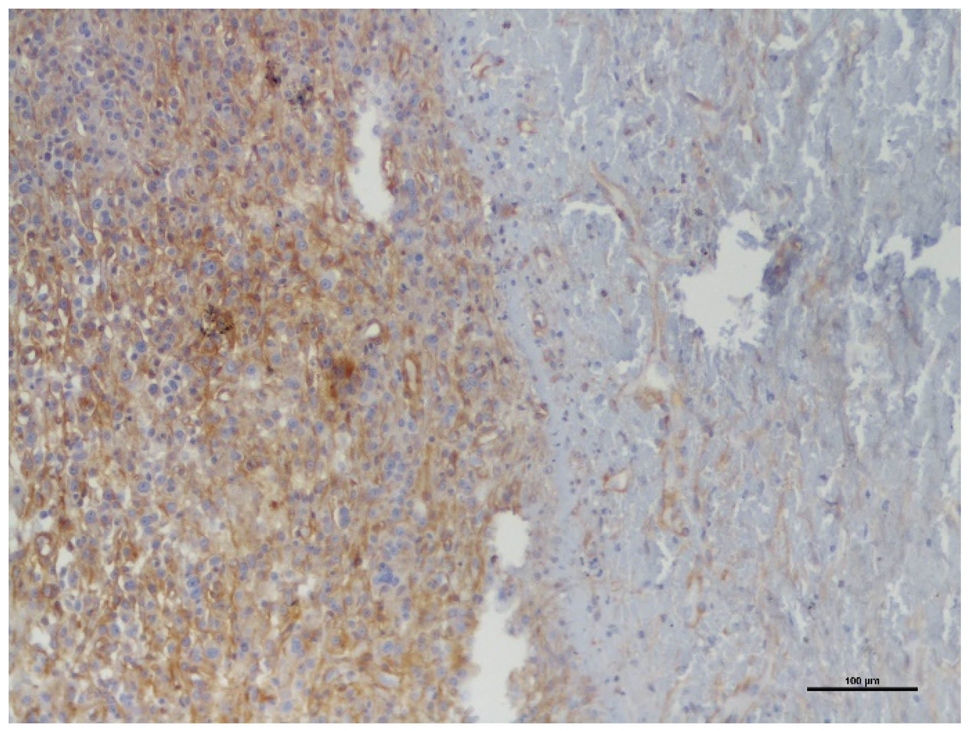 Vetsci 09 00345 g002 Vetsci 09 00345 g002