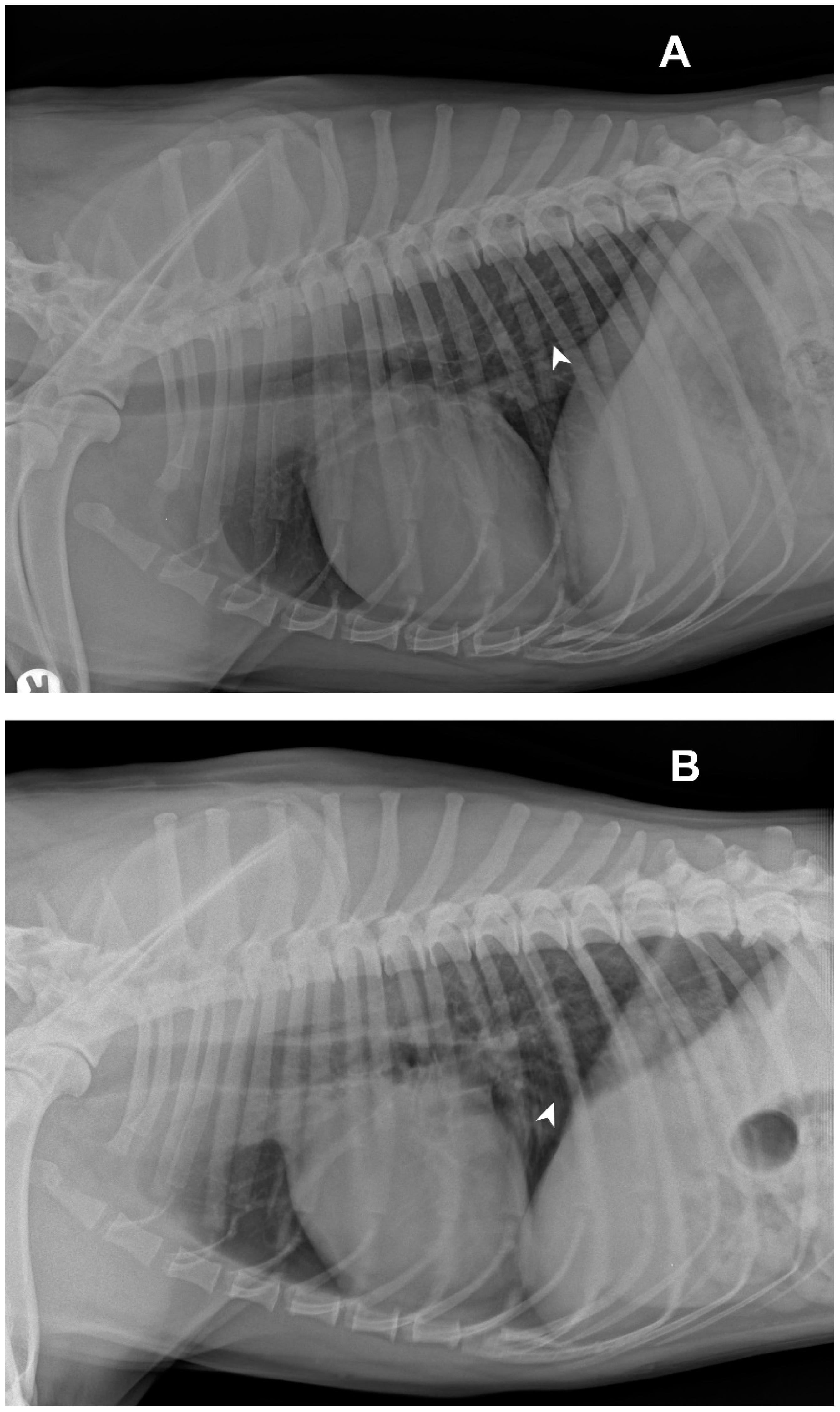 Veterinary Sciences Free FullText Canine Parainfluenza Virus