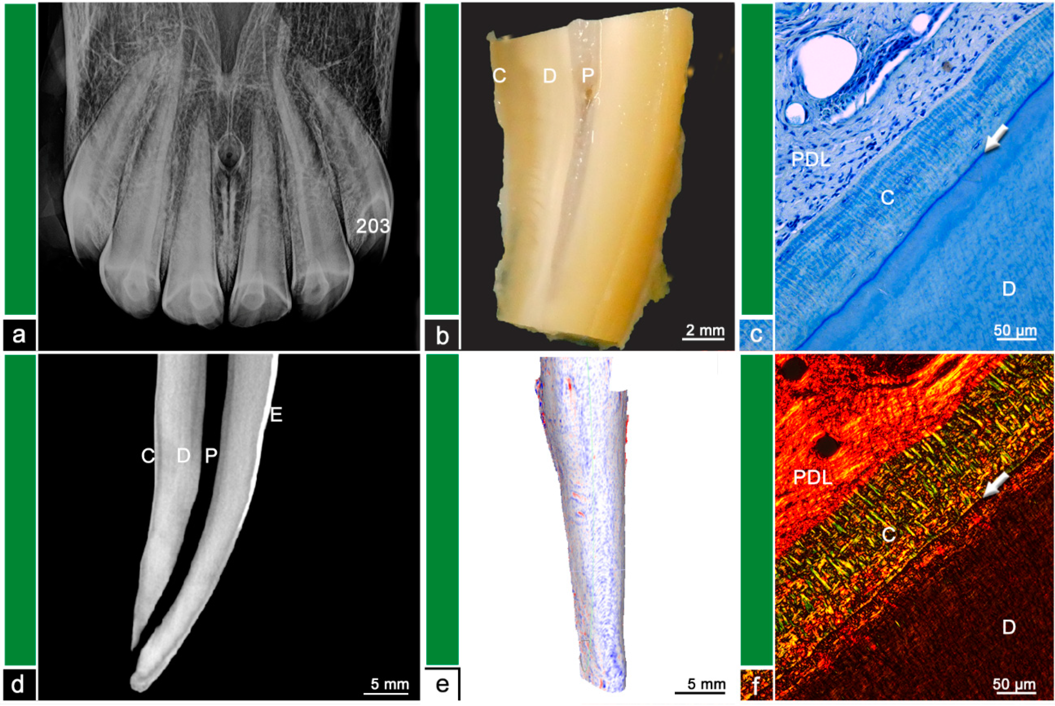 Vetsci 09 00348 g001 550