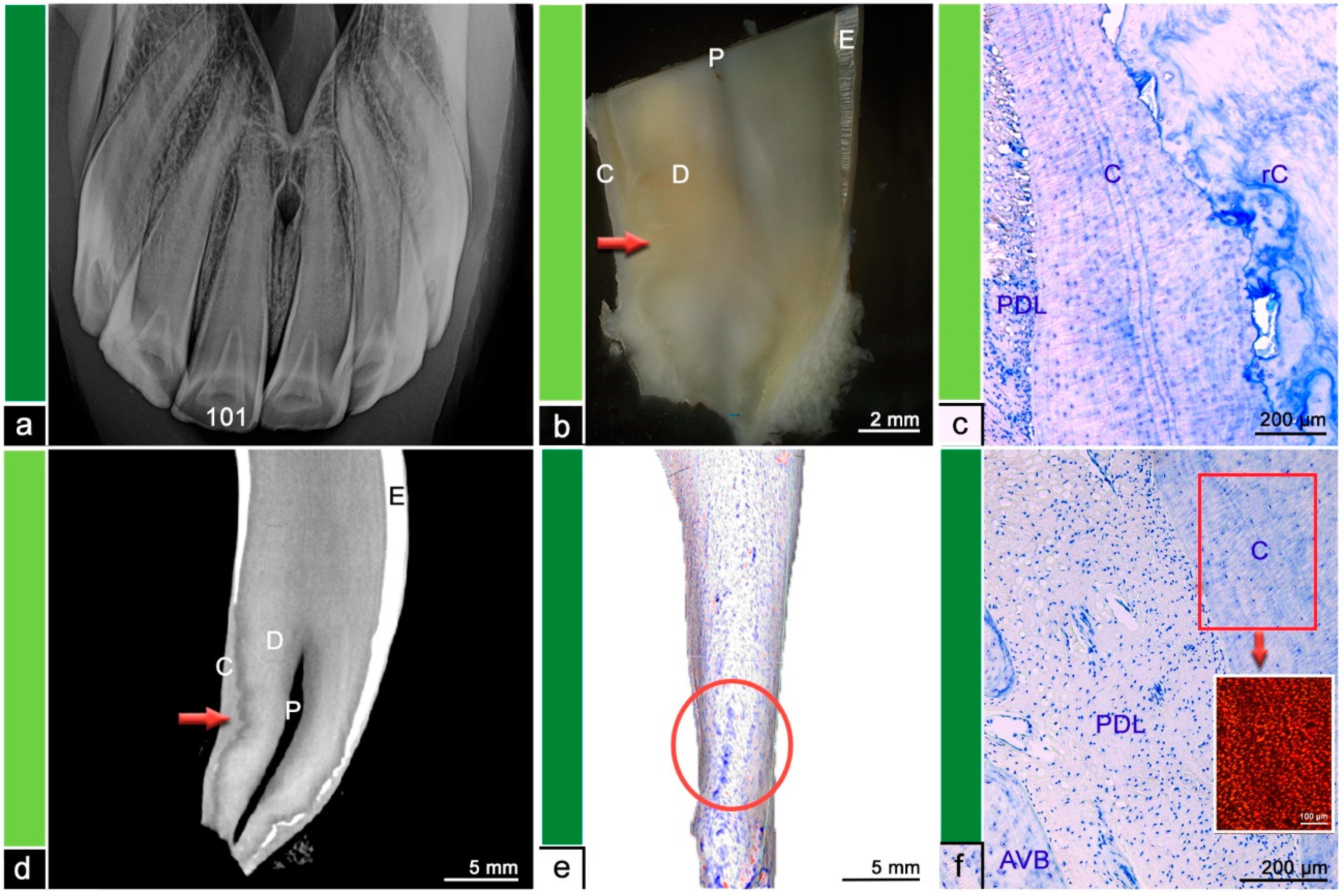 Vetsci 09 00348 g002 550