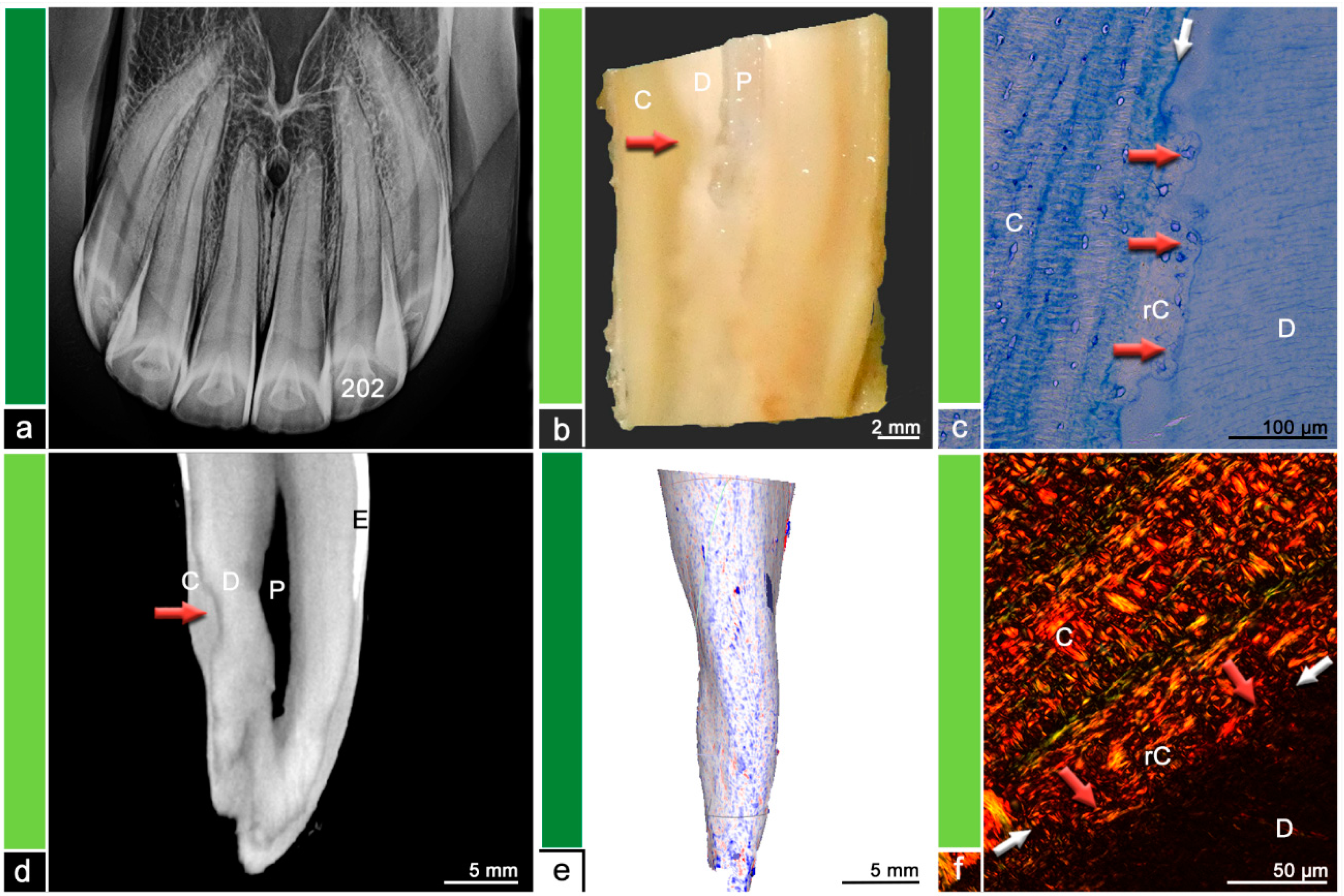 Vetsci 09 00348 g003 550