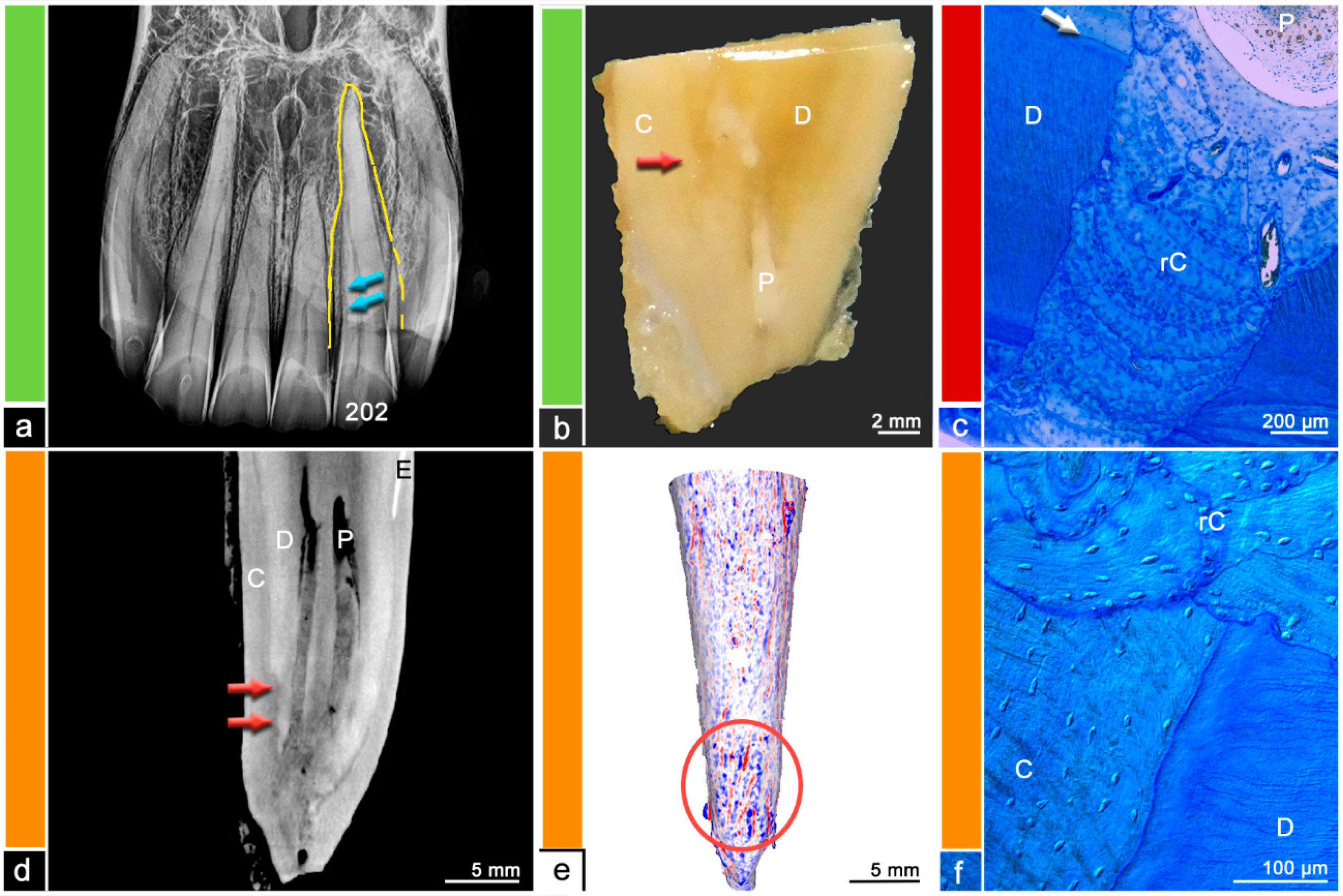 Vetsci 09 00348 g005 550