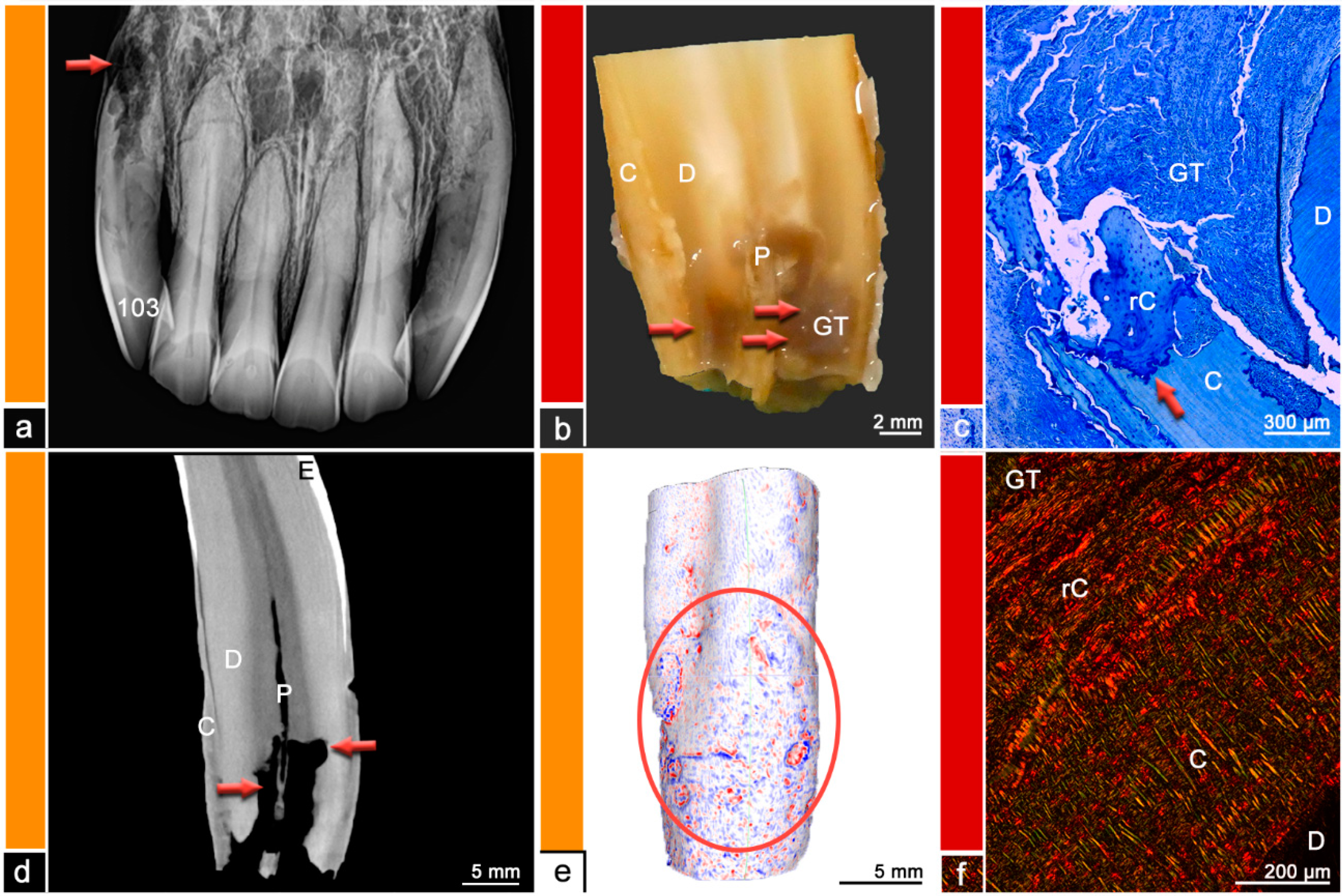 Vetsci 09 00348 g006 550