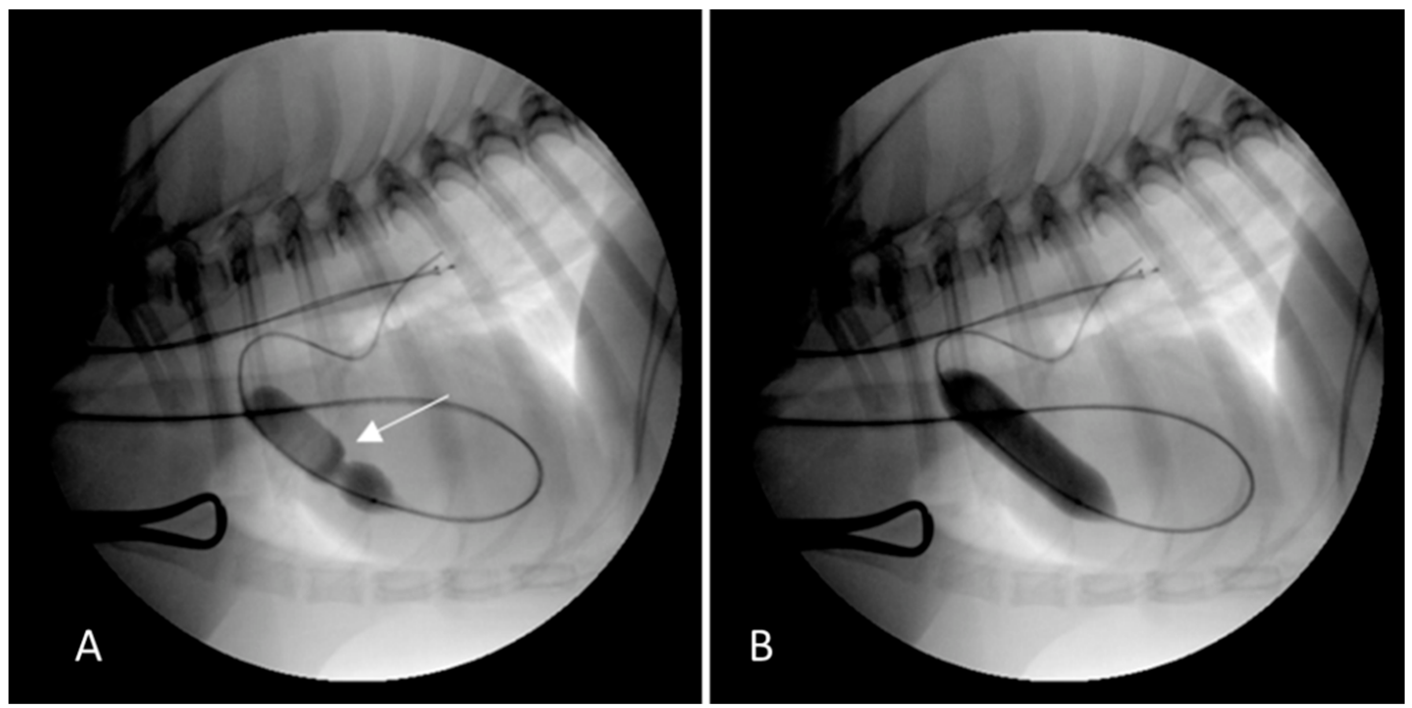 Vetsci 09 00359 g001