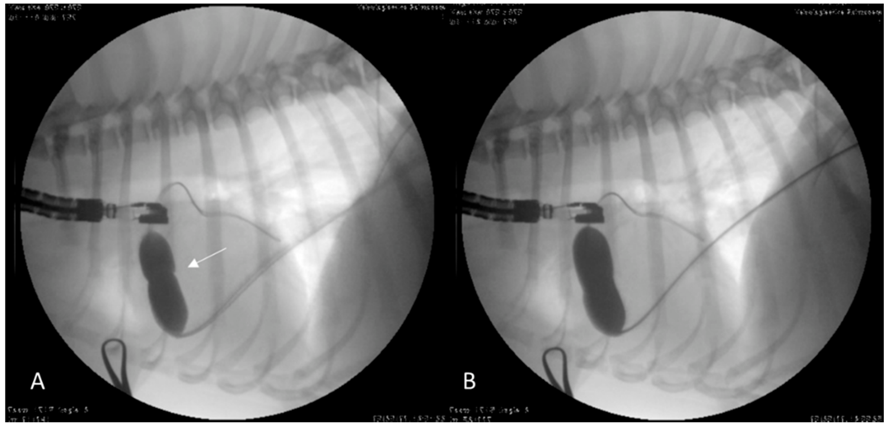 Vetsci 09 00359 g003