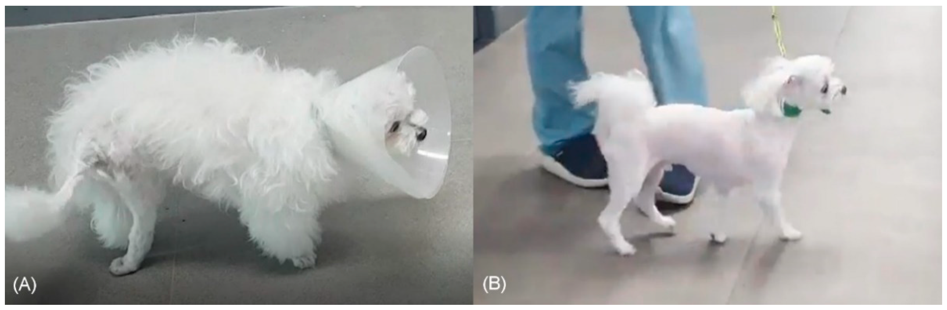 Vetsci 09 00361 g001