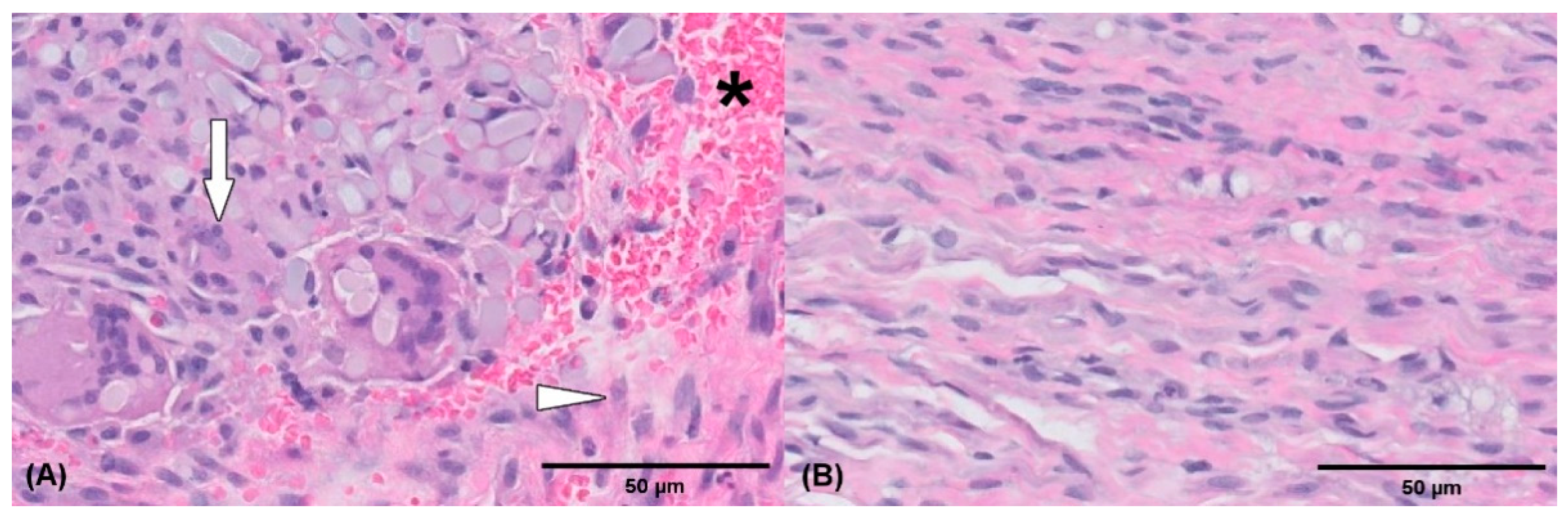 Vetsci 09 00361 g004