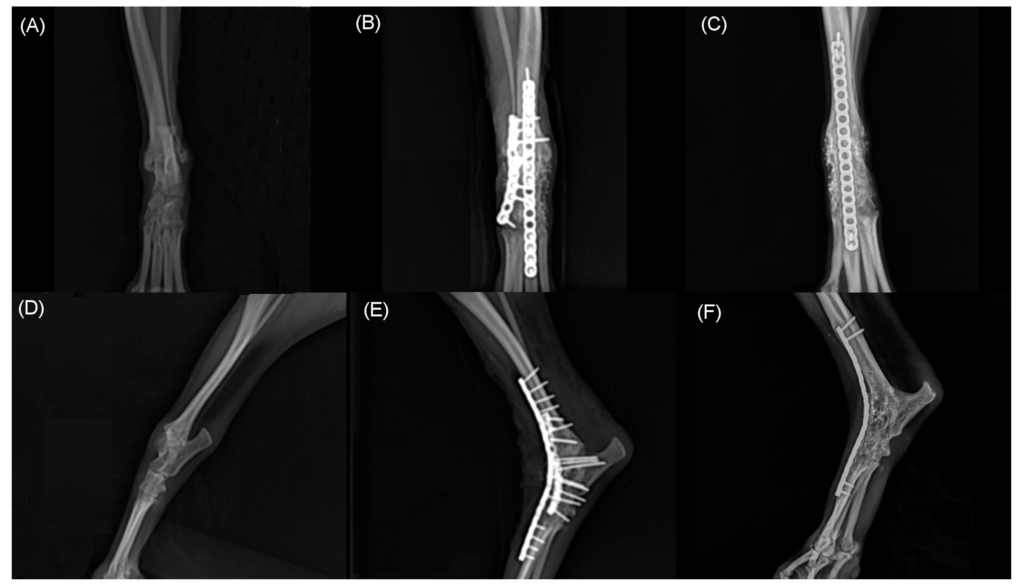 Vetsci 09 00361 g005