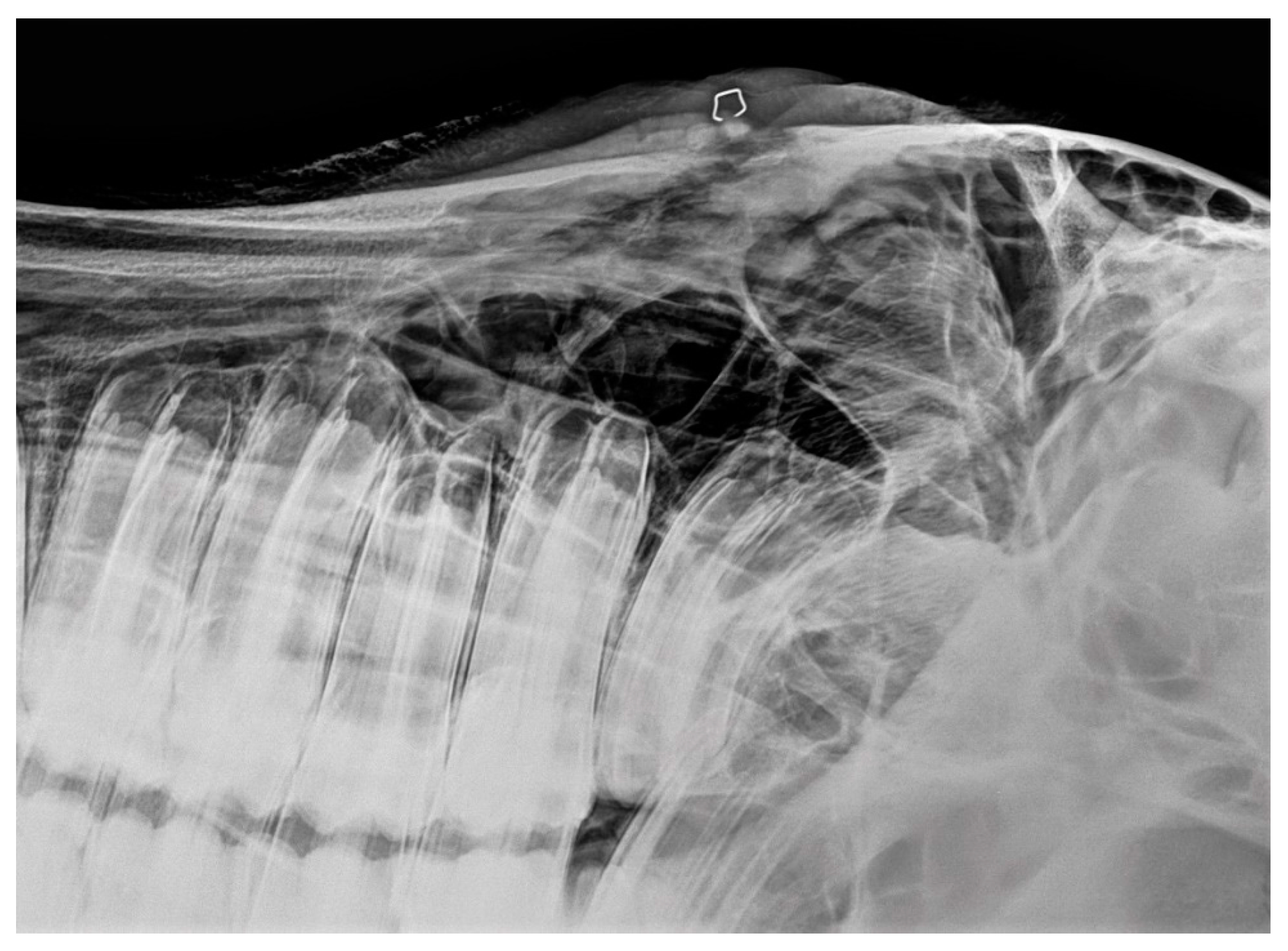 Vetsci 09 00365 g005