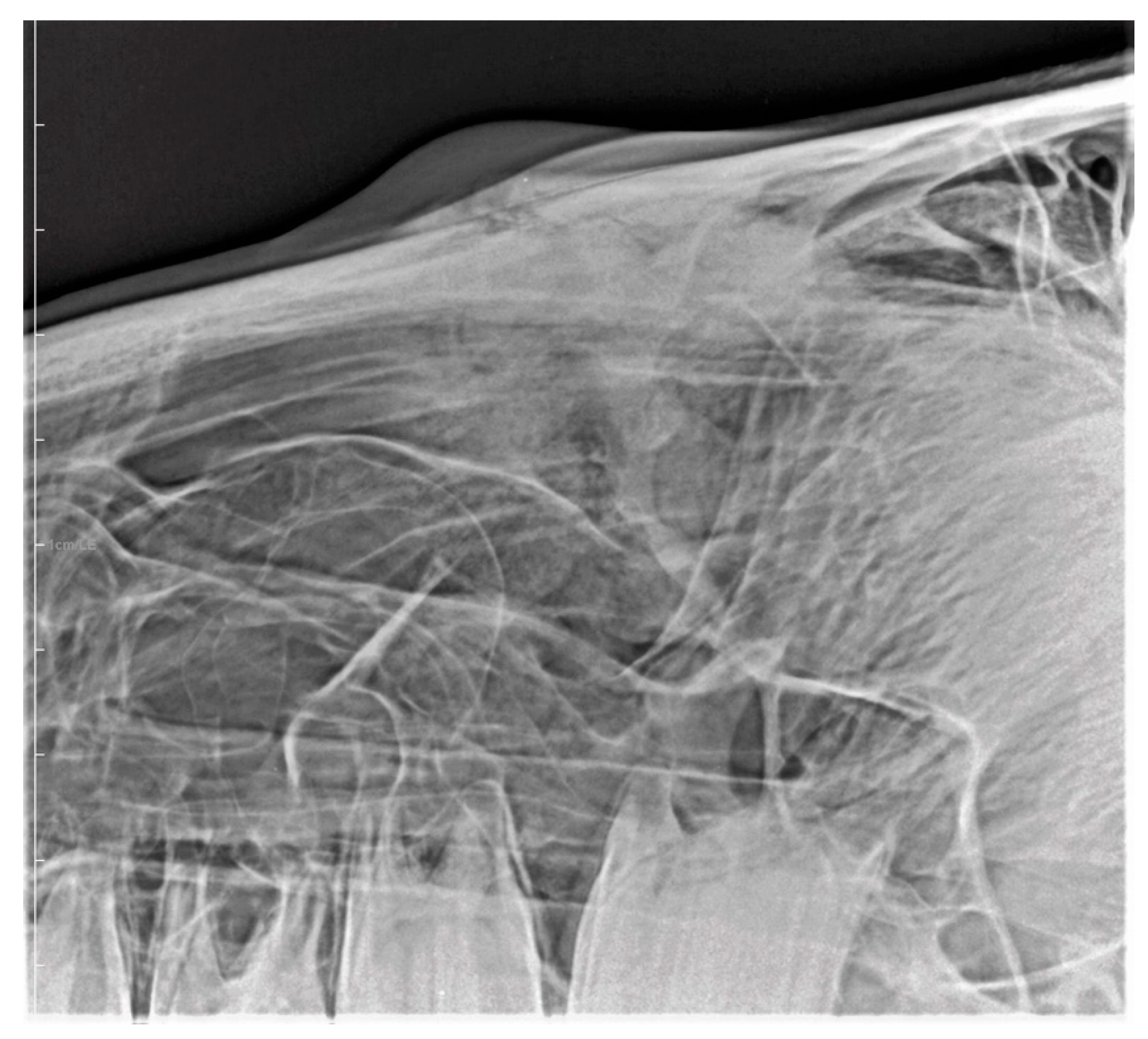 Vetsci 09 00365 g006