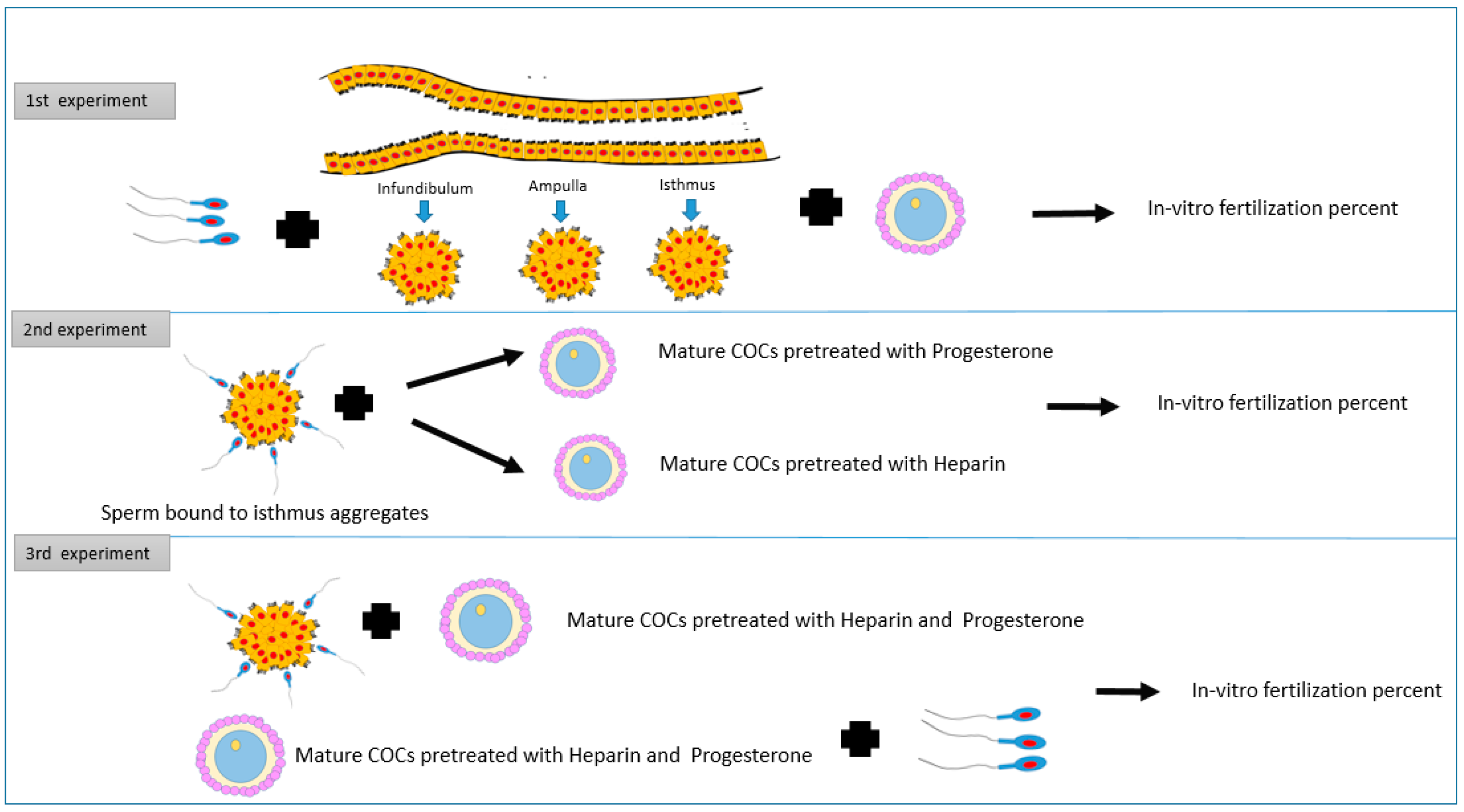 Vetsci 09 00372 g001