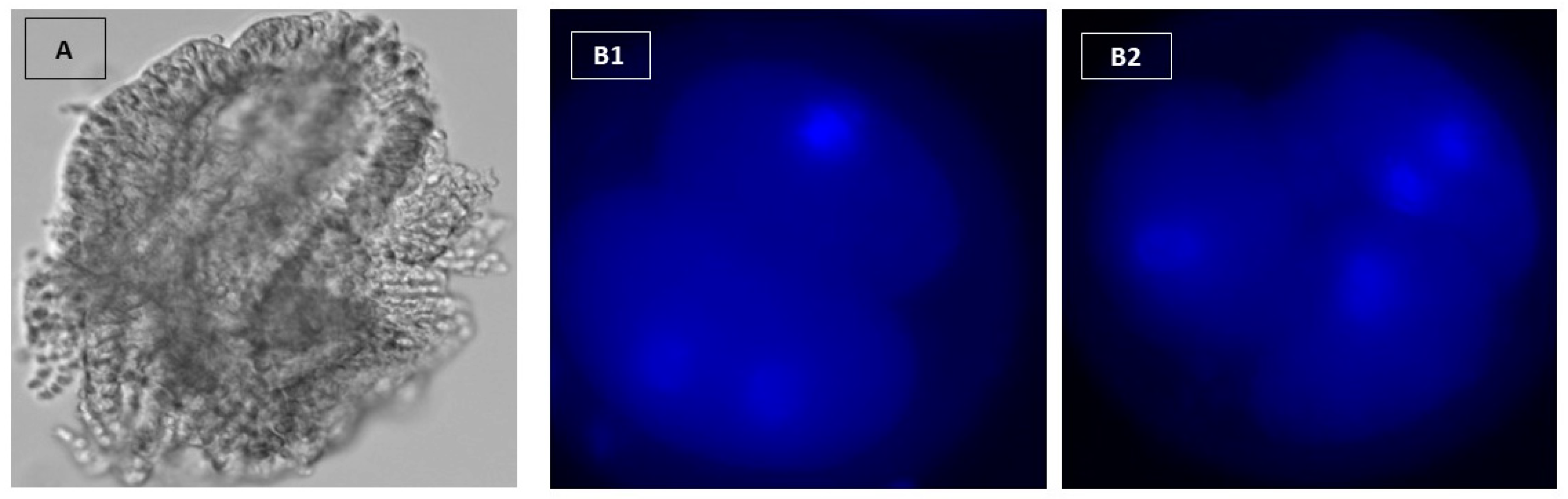 Vetsci 09 00372 g002