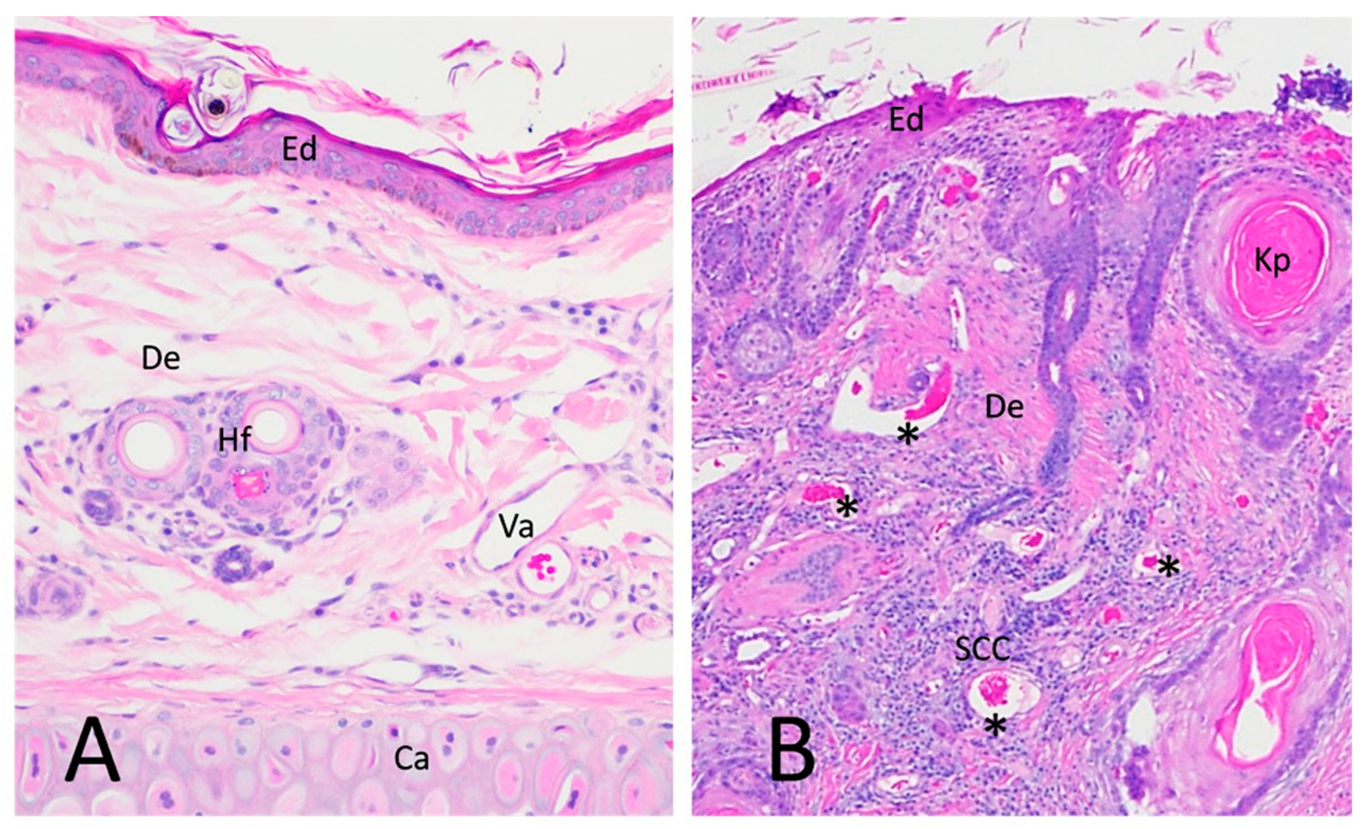Vetsci 09 00375 g001