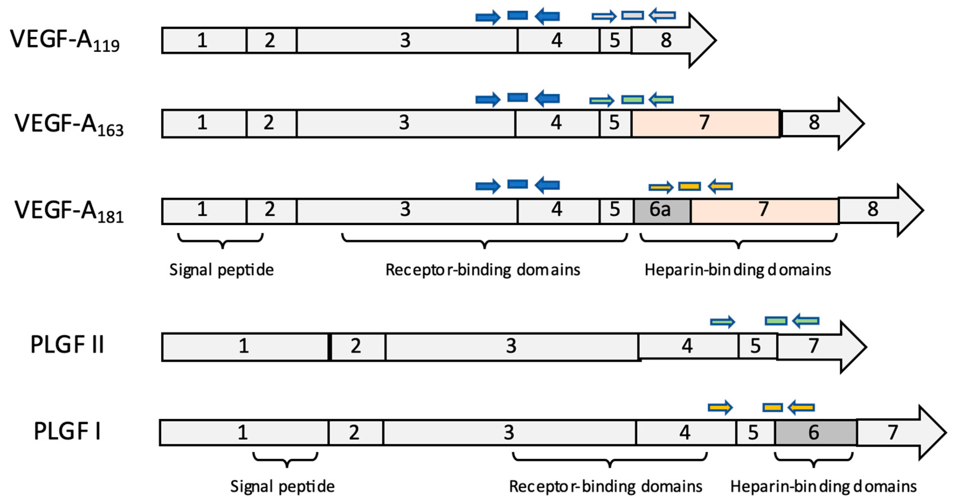 Vetsci 09 00375 g002