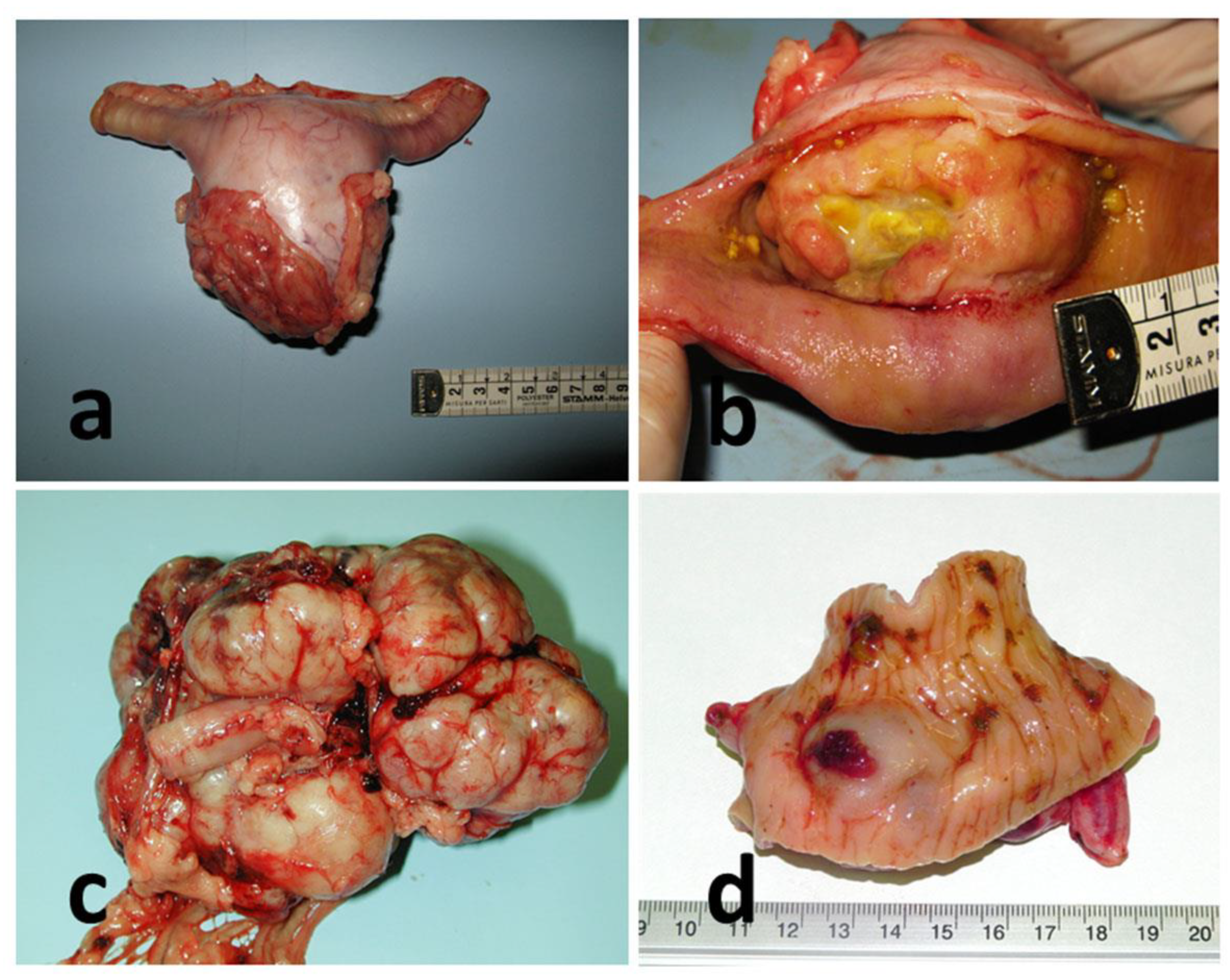 Vetsci 09 00376 g001 Vetsci 09 00376 g001