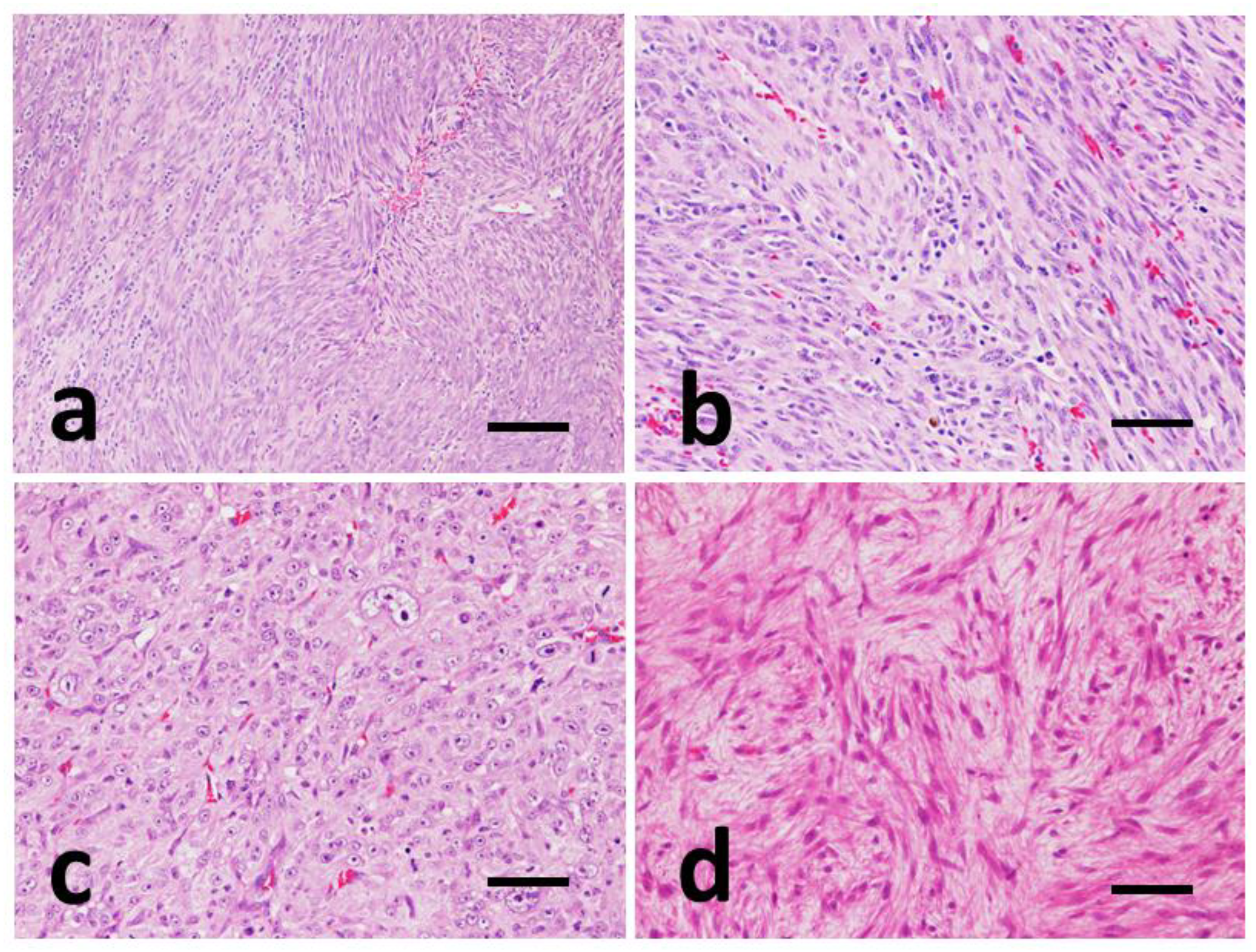Vetsci 09 00376 g002 Vetsci 09 00376 g002