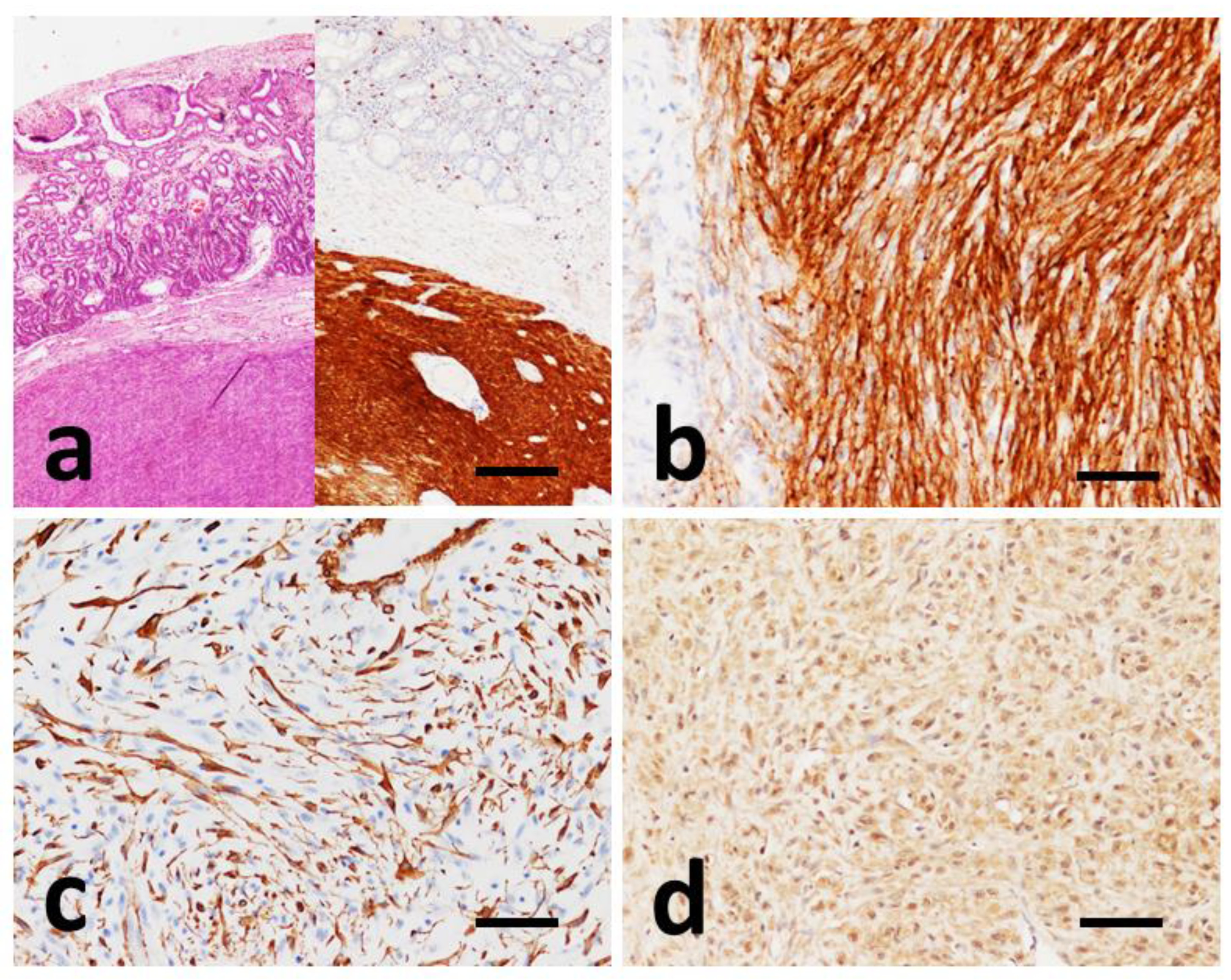 Vetsci 09 00376 g003 Vetsci 09 00376 g003
