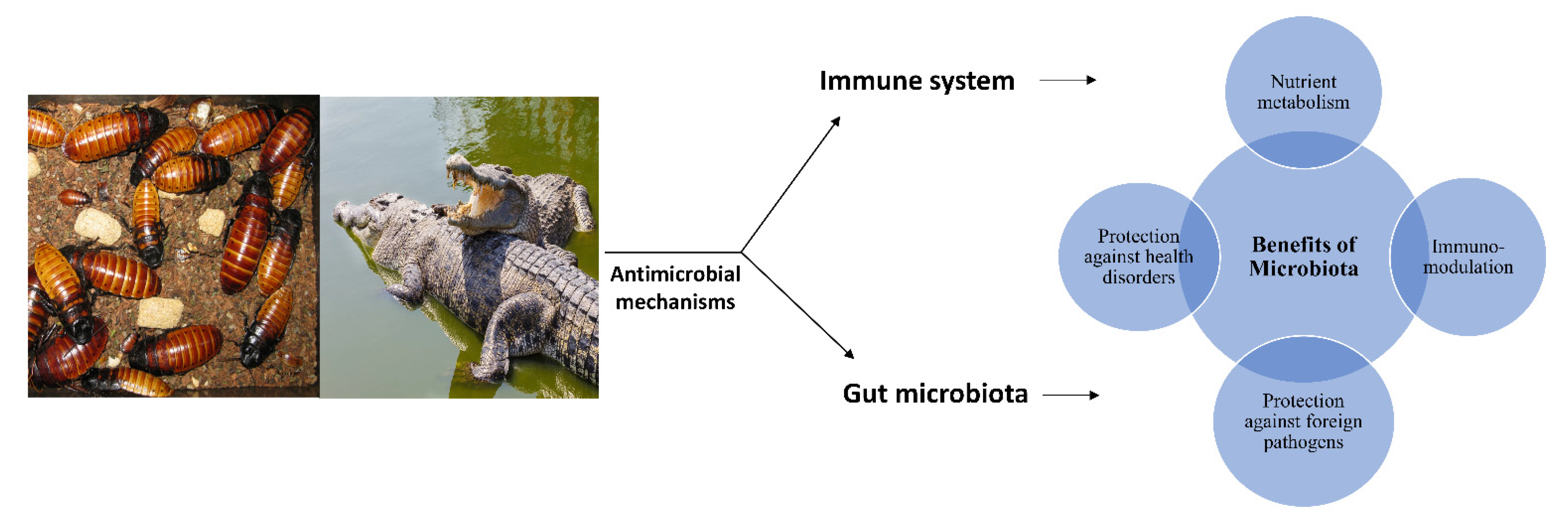 Veterinary Sciences | Free Full-Text | Novel Sources of Bioactive Molecules: Gut Microbiome of Species Routinely Exposed to Microorganisms Veterinary Sciences | Free Full-Text | Novel Sources of Bioactive Molecules: Gut Microbiome of Species Routinely Exposed to Microorganisms