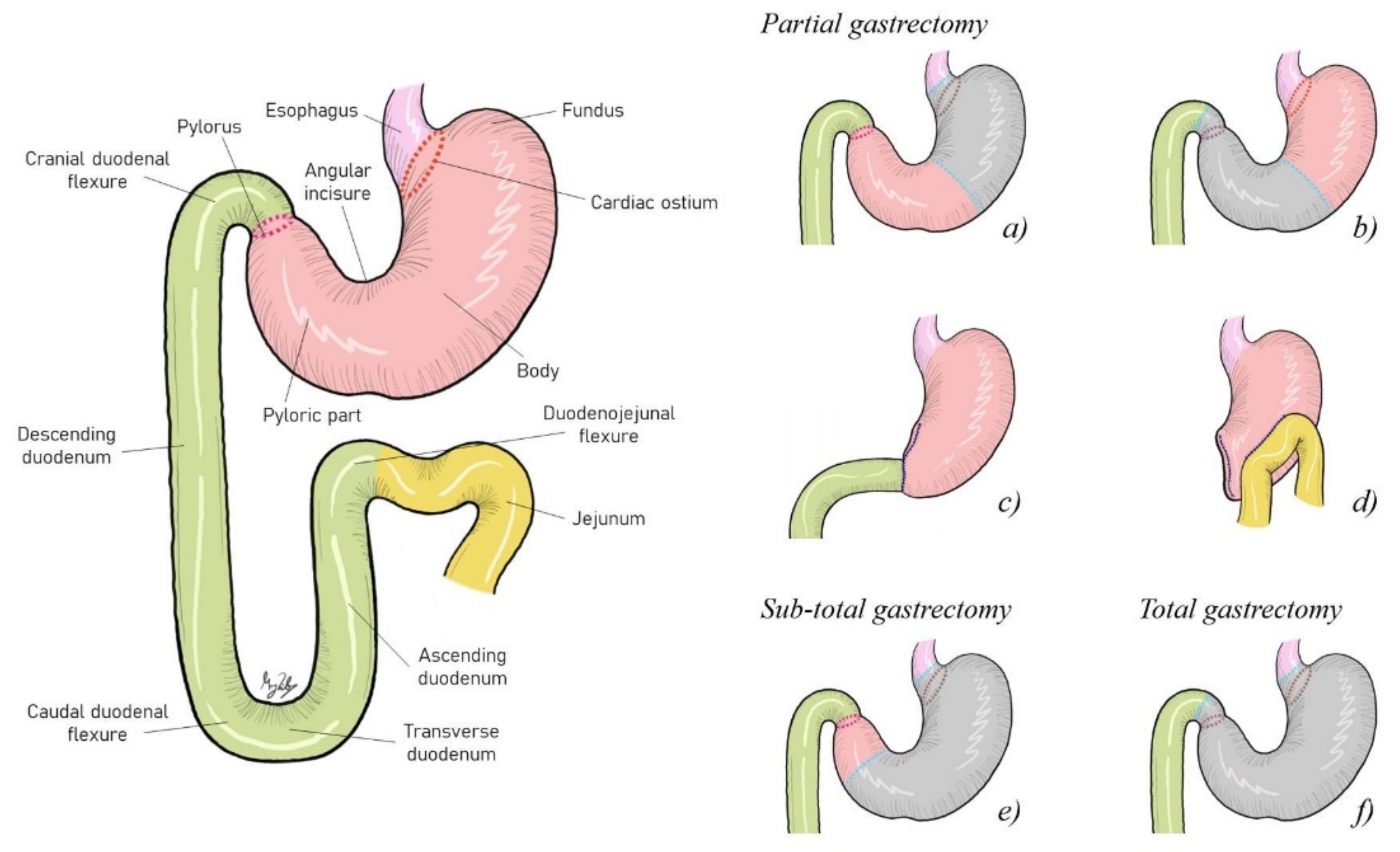 Veterinary Sciences Free Full Text Canine Gastric Cancer Current veterinary-sciences-free-full-text-canine-gastric-cancer-current