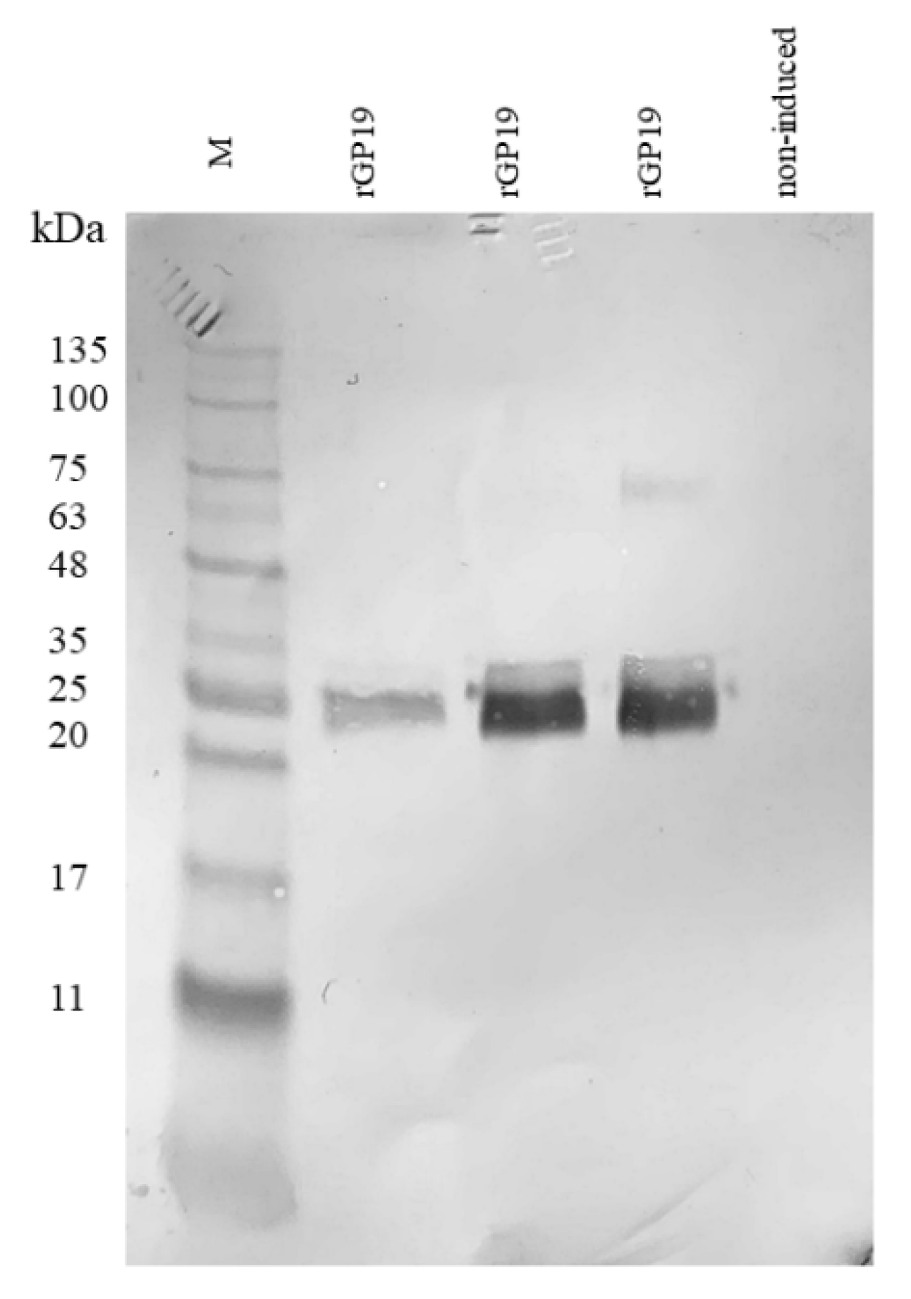Vetsci 09 00386 g001 Vetsci 09 00386 g001