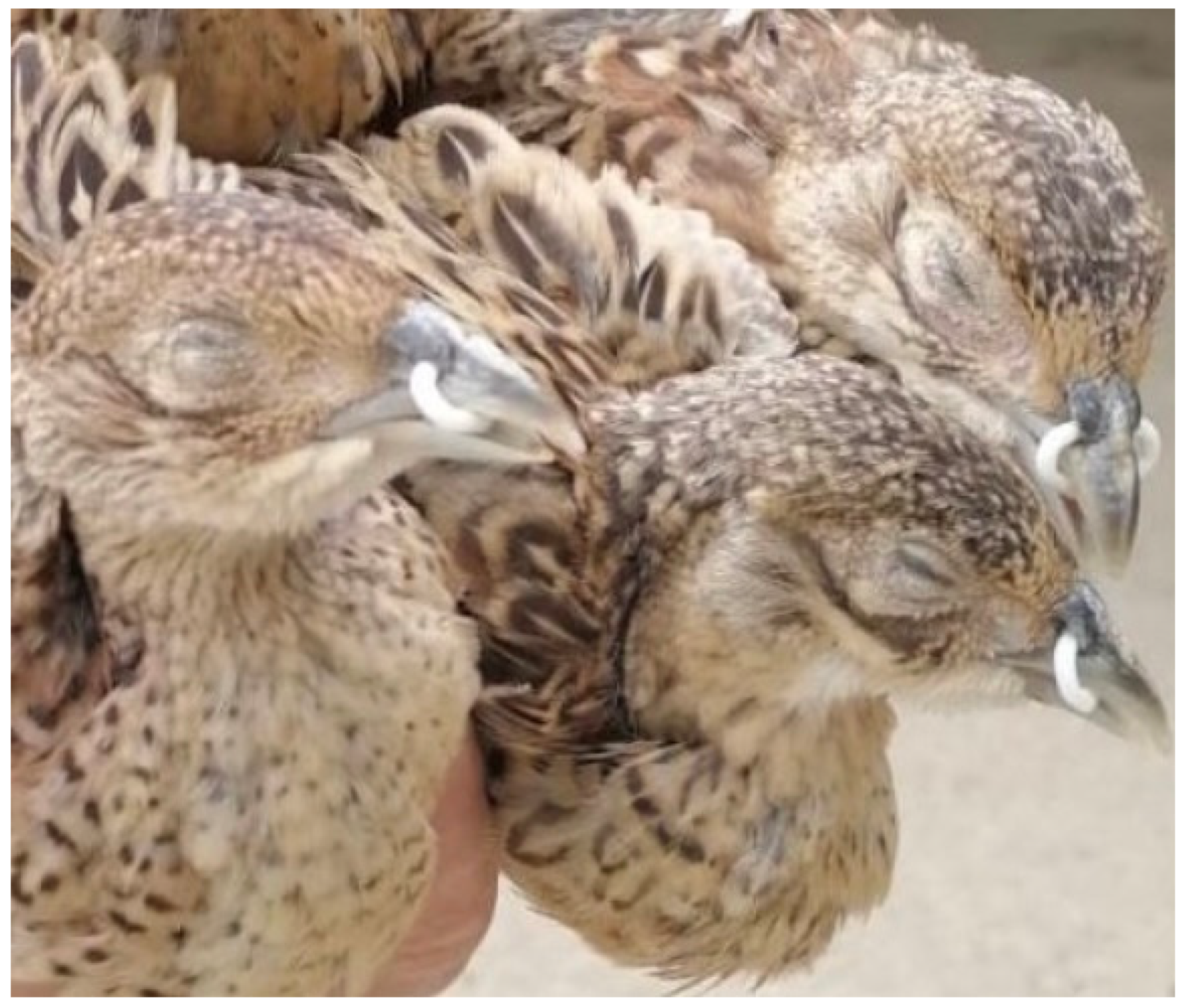 Vetsci 09 00391 g001