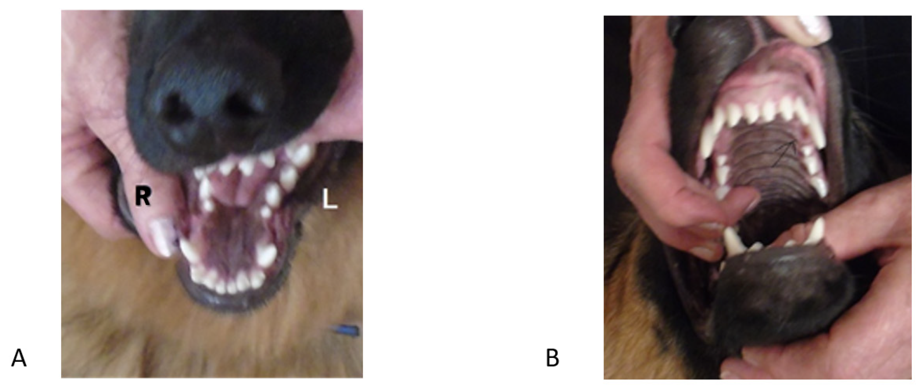 overshot jaw puppy free sample